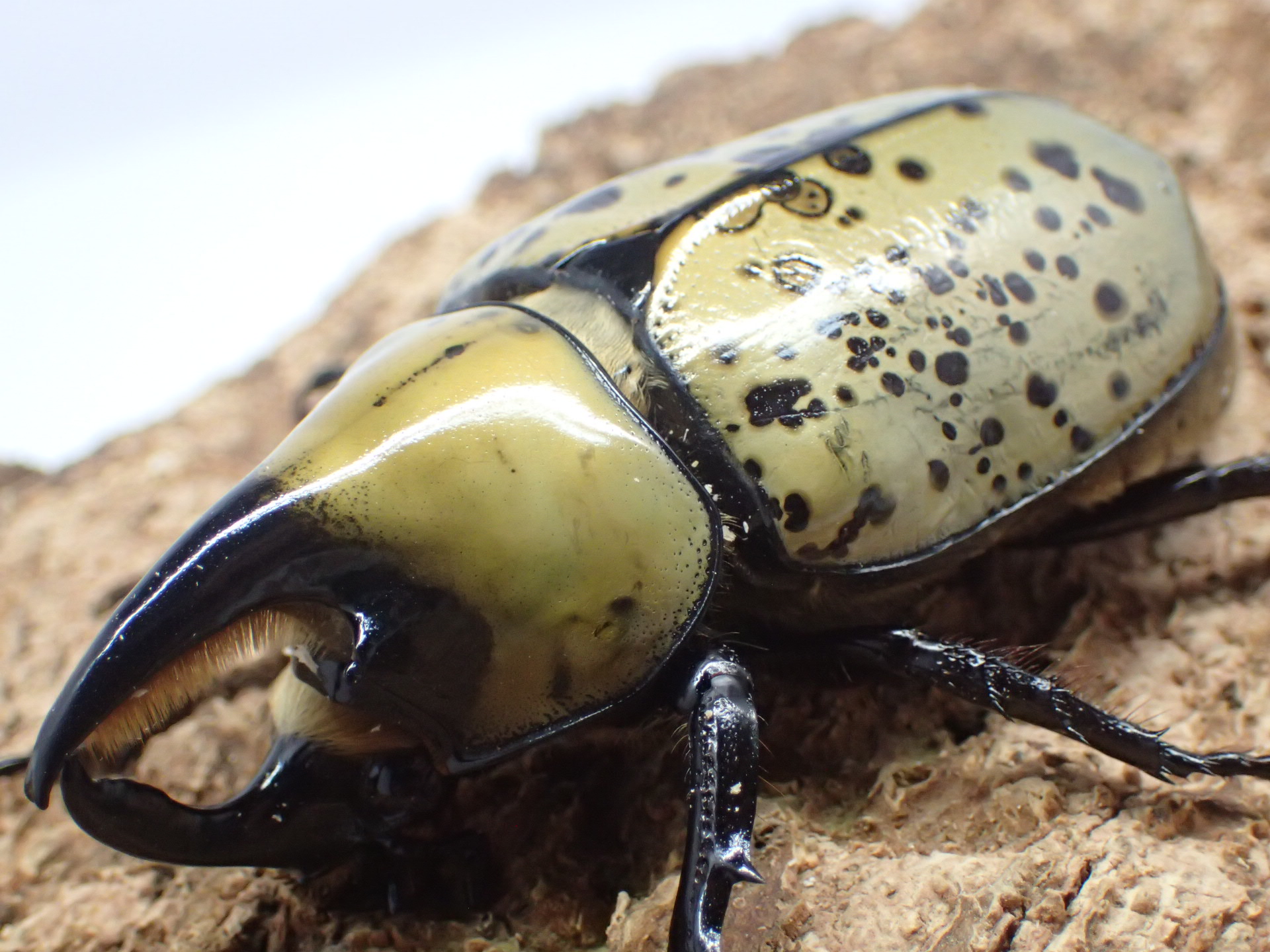 ティティウスシロカブト幼虫　3頭セット