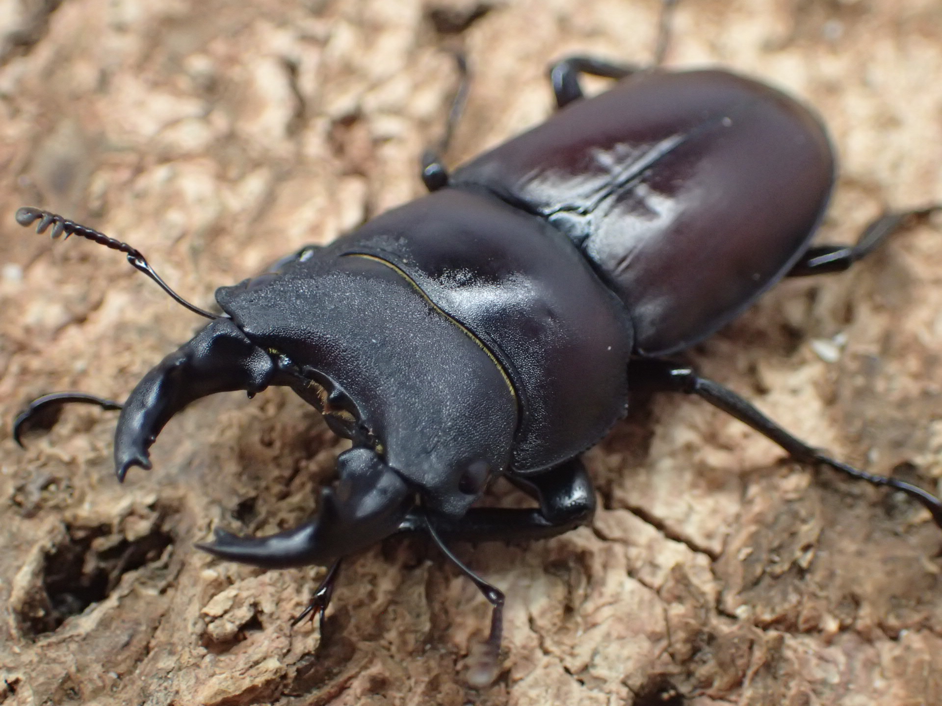 パリーシカノコギリクワガタ幼虫　３頭セット