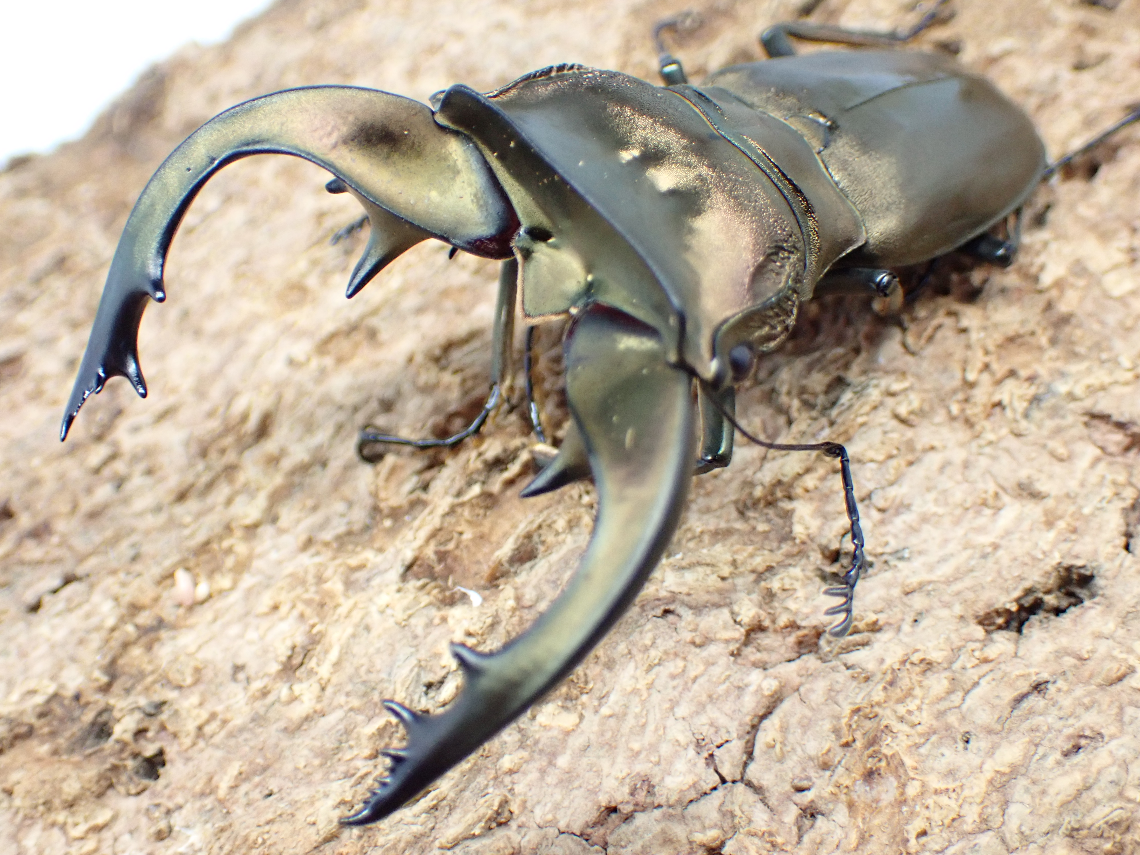 【ベララベラ産】スペキオススホソアカクワガタ(anepsius)　ペア