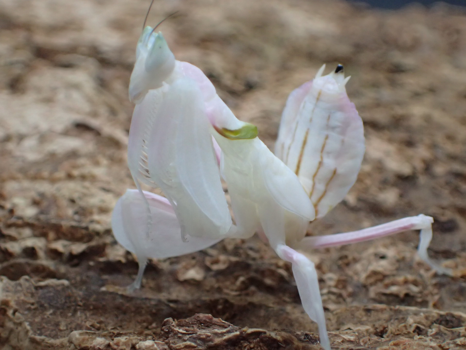ハナカマキリ　ペア