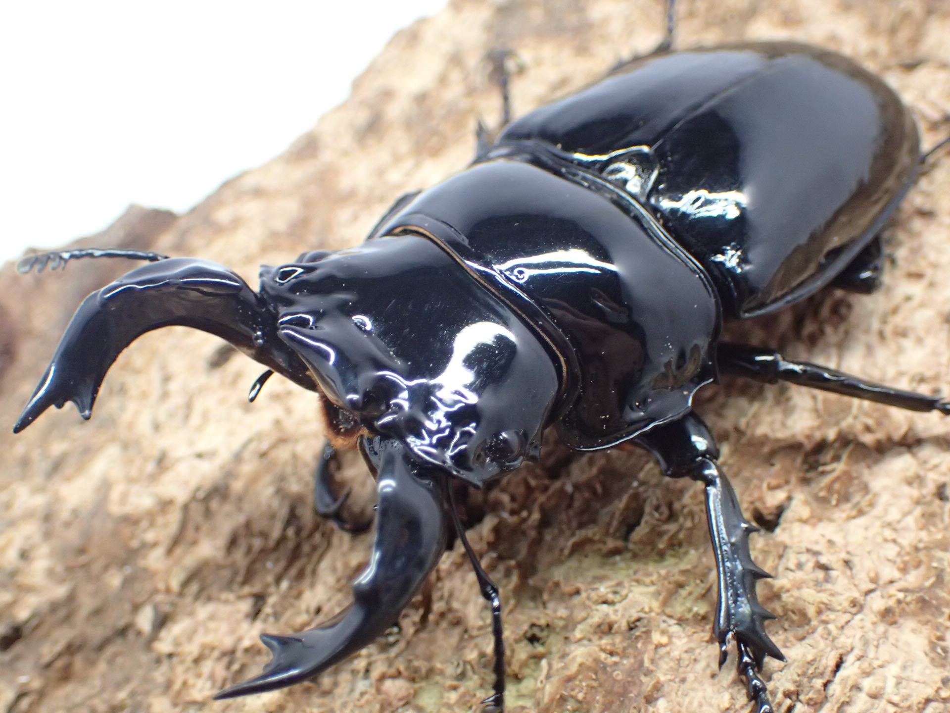 タランドゥスオオツヤクワガタ　ペア