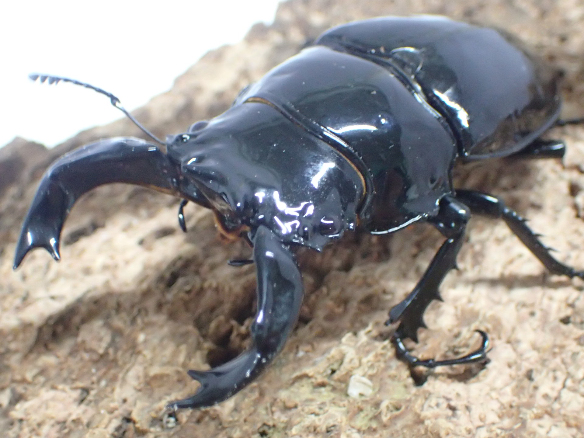 タランドゥスオオツヤクワガタ　ペア