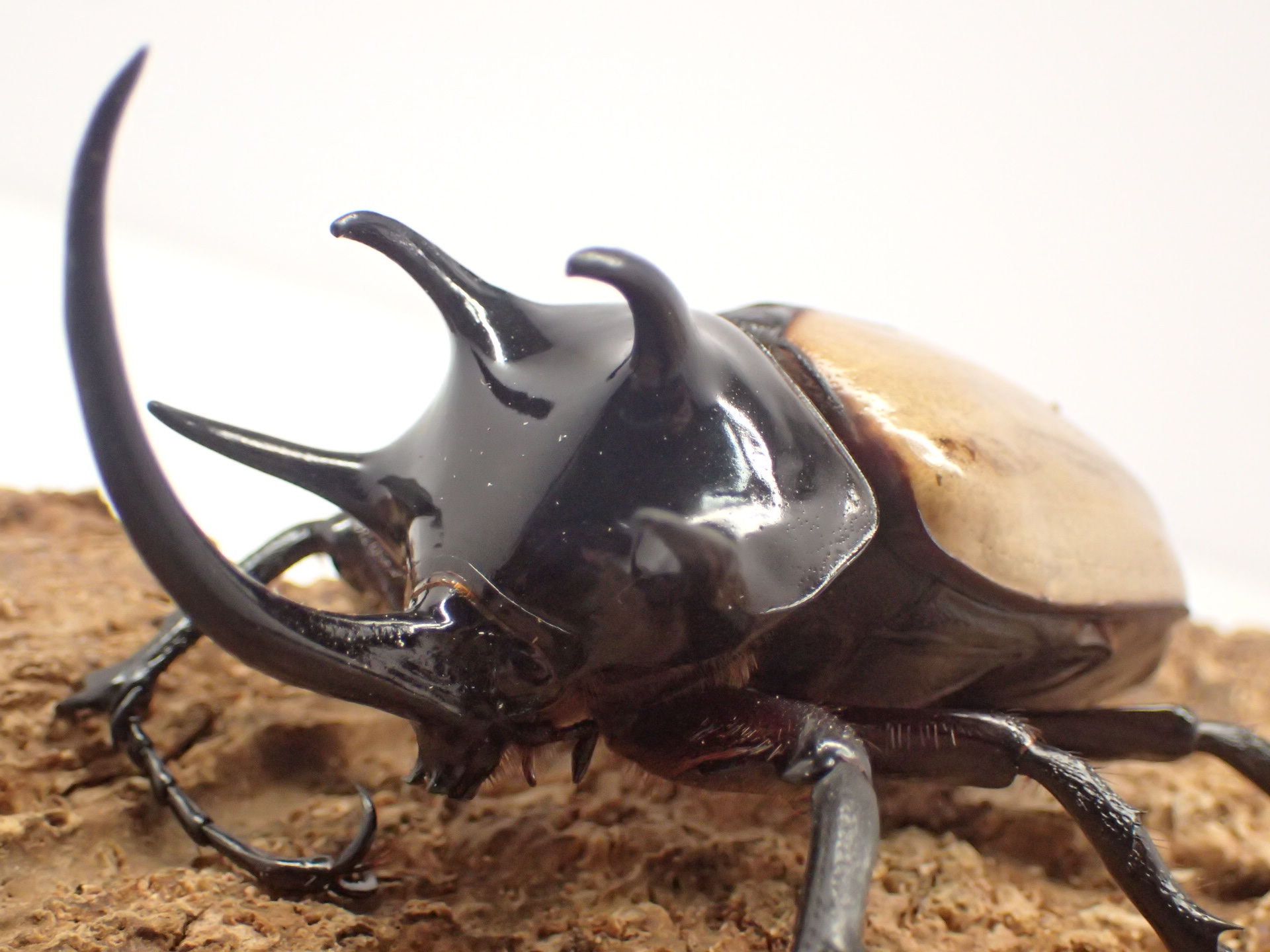 【WF1】ゴホンヅノカブト幼虫　3頭セット