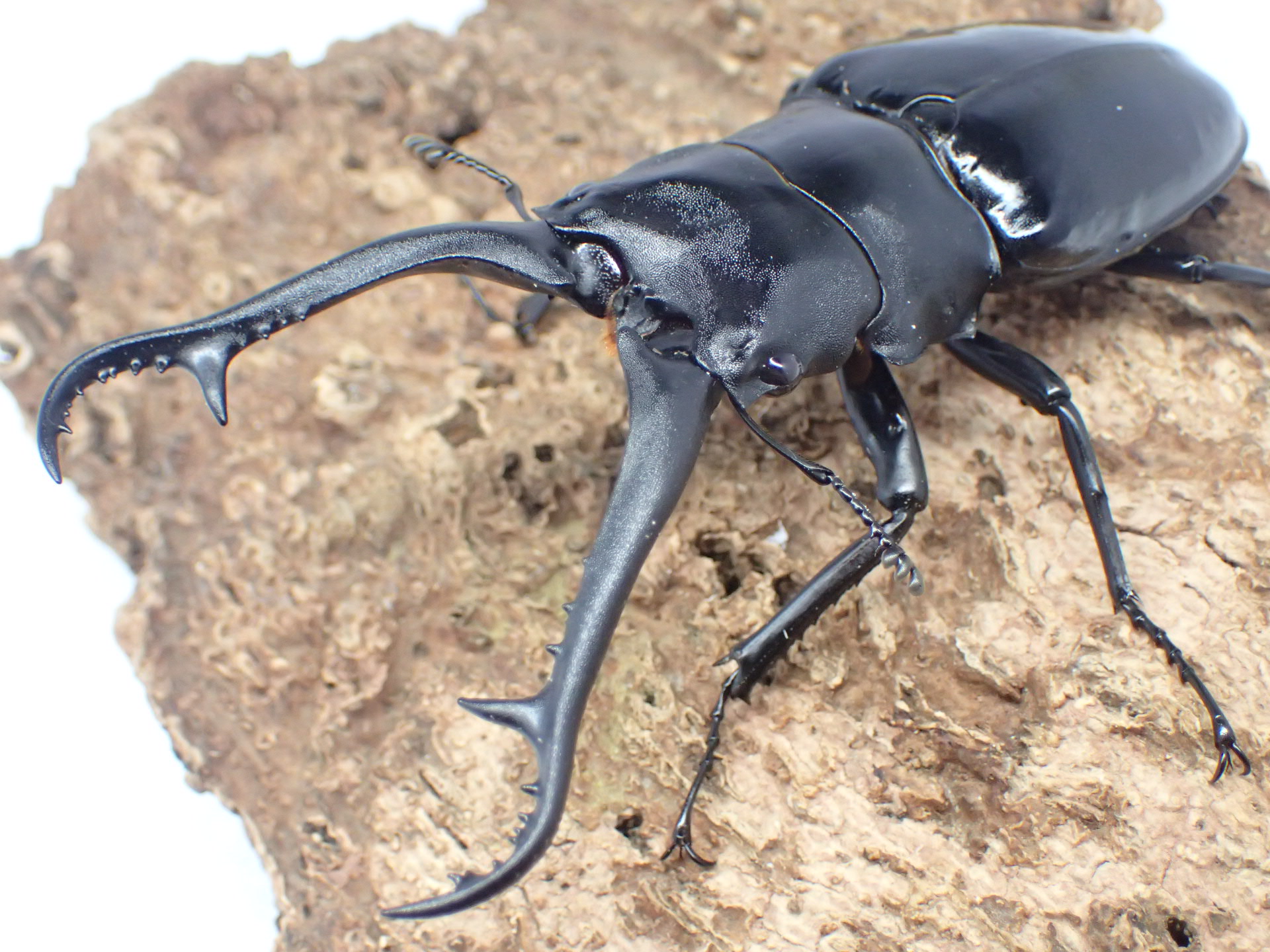 ギラファノコギリクワガタ(ダイスケ)　ペア