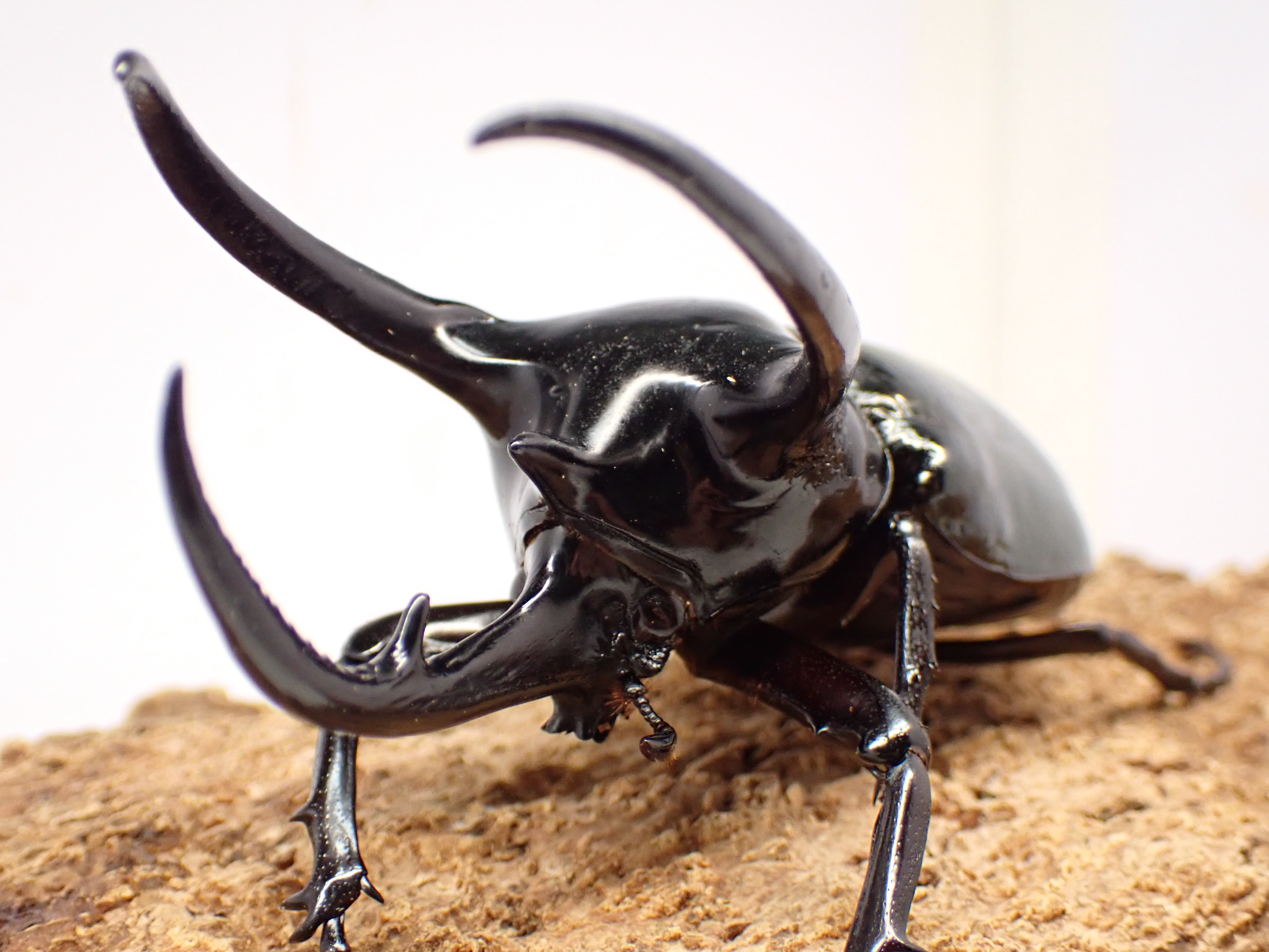 むしやどんぐり / 外国産カブト成虫