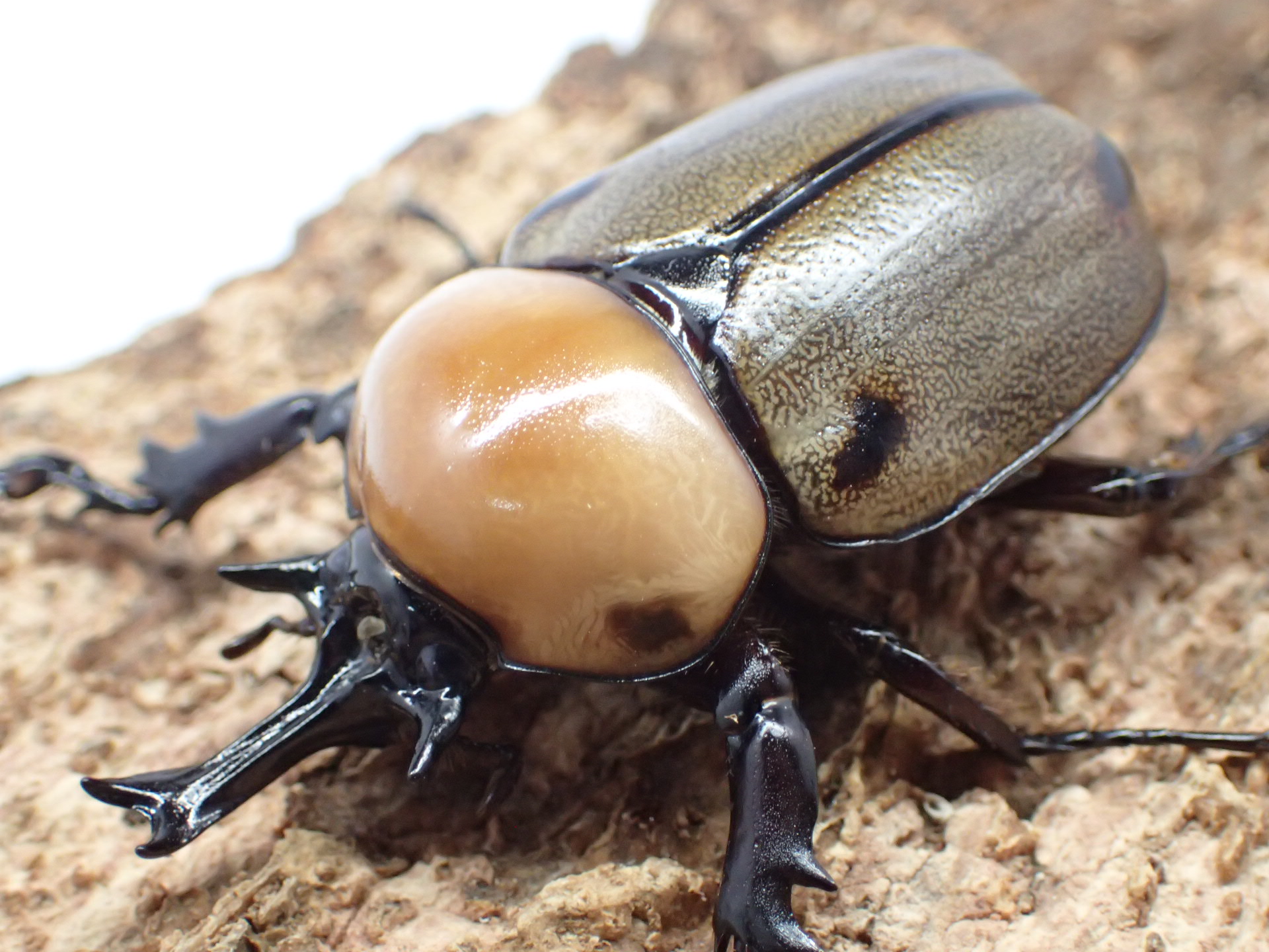ヨツボシヒナカブト幼虫