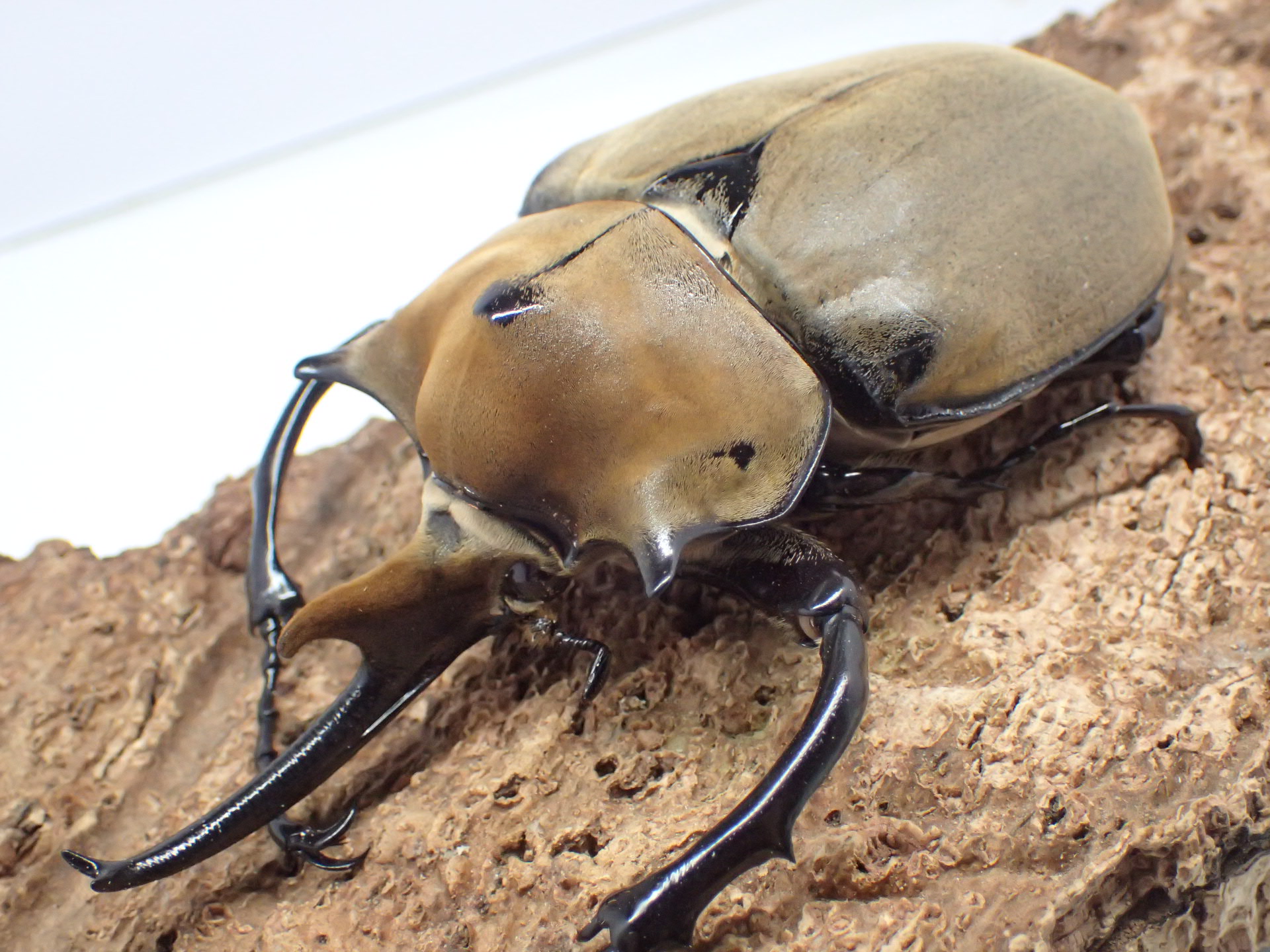 エレファスゾウカブト幼虫