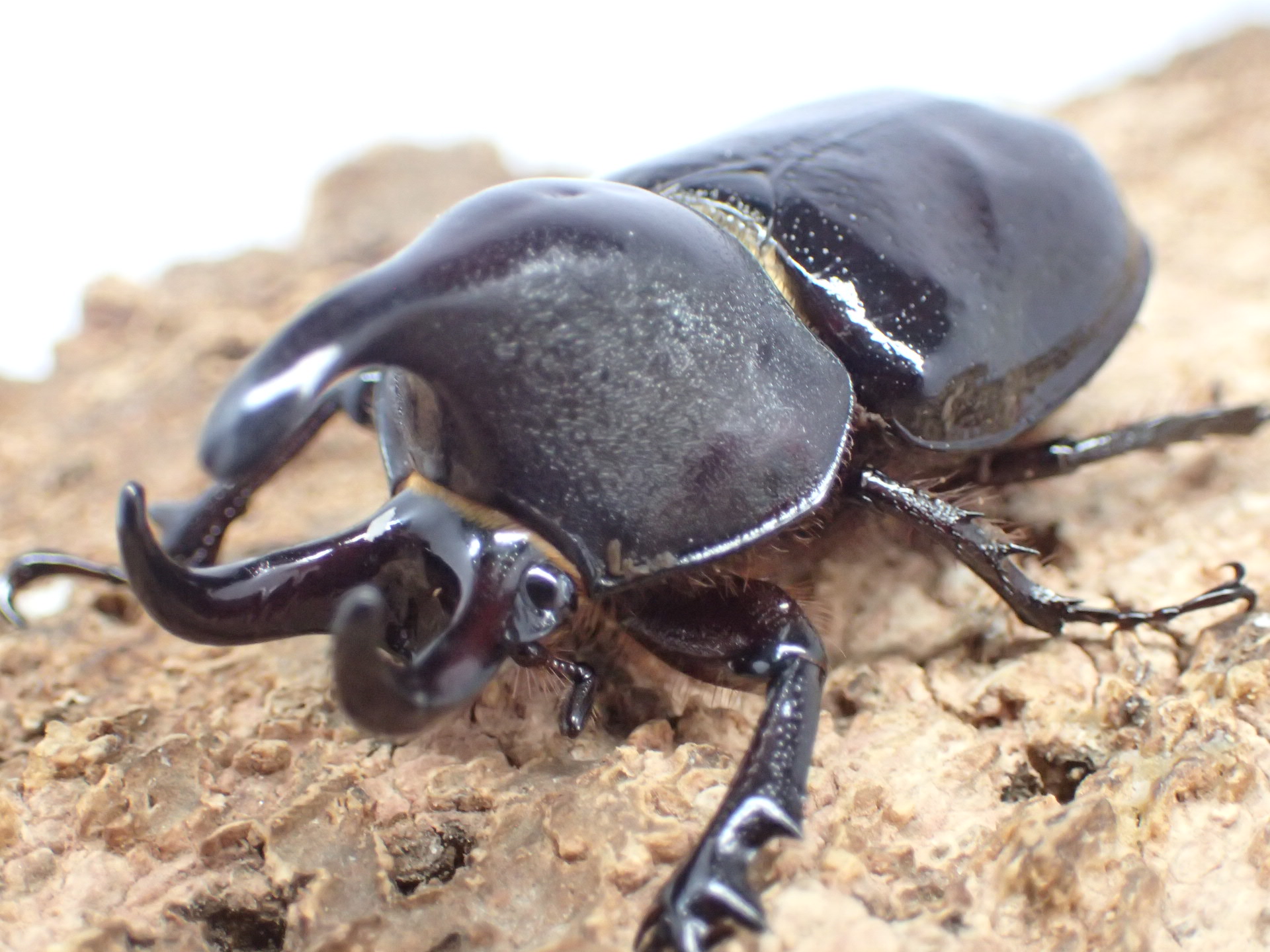 【WF1】オオミツノヒナカブト(クルビコルニス)　ペア