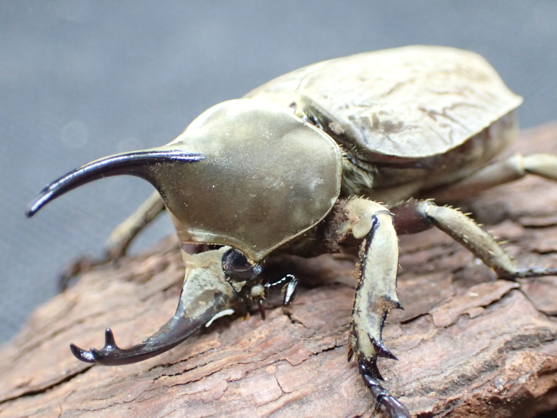 グランディスビロードヒナカブト(グランディスコフキカブト)　ペア