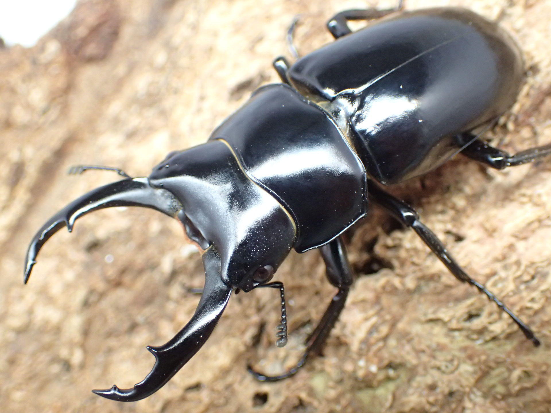 ネパールコクワガタ　ペア