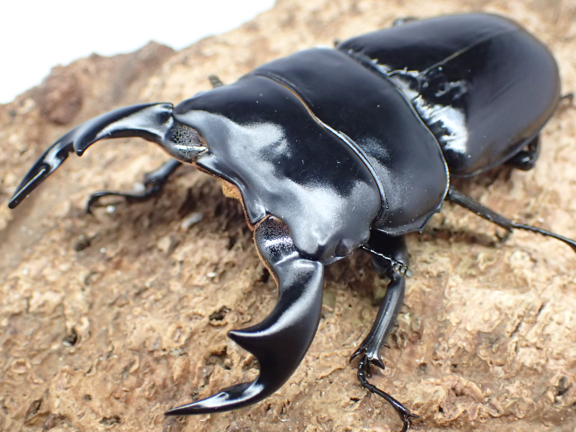 インドアンタエウスオオクワガタ　ペア