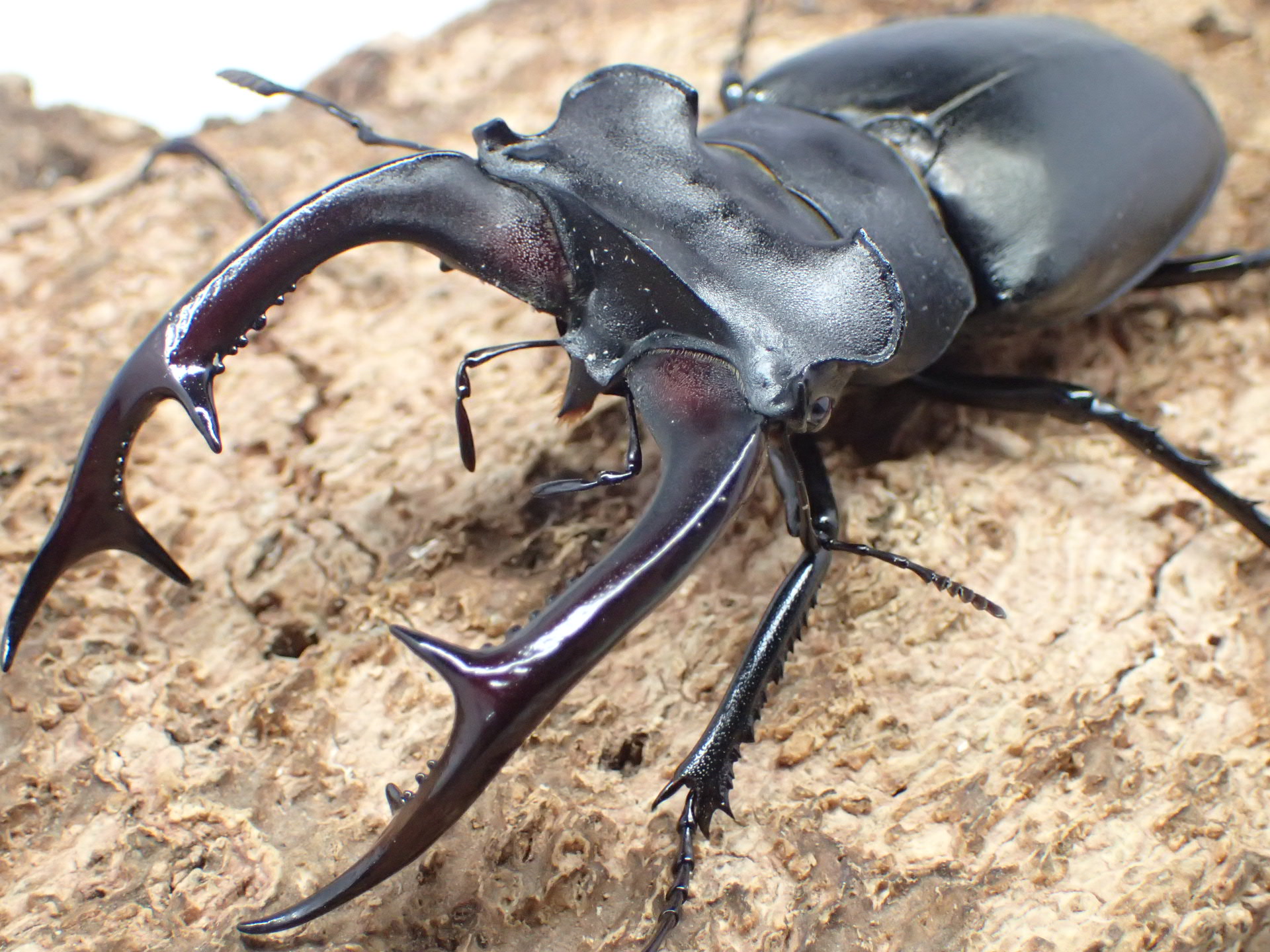 アクベシアヌスミヤマクワガタ　ペア