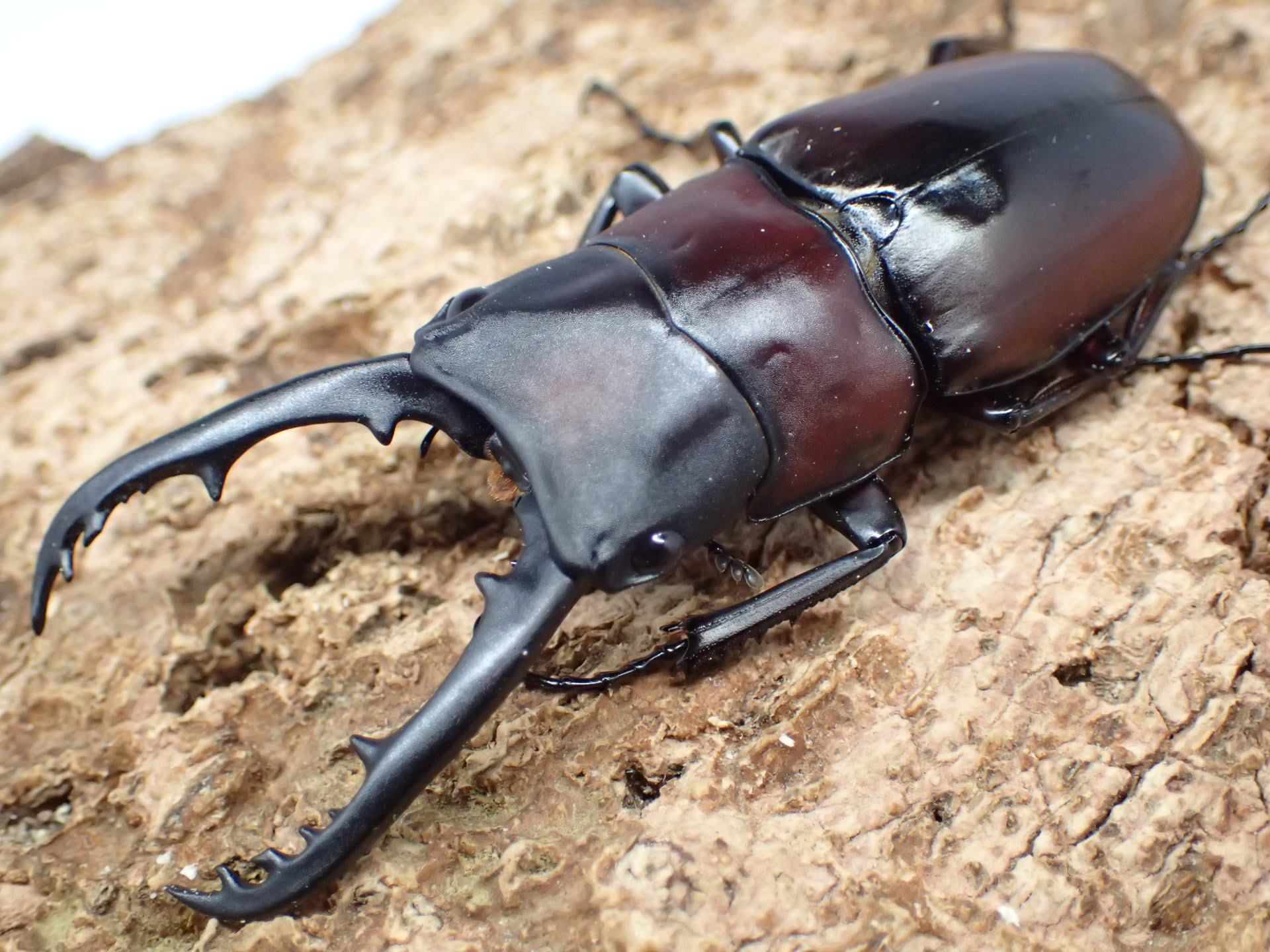 ドルサリスノコギリクワガタ(hiromii)　ペア