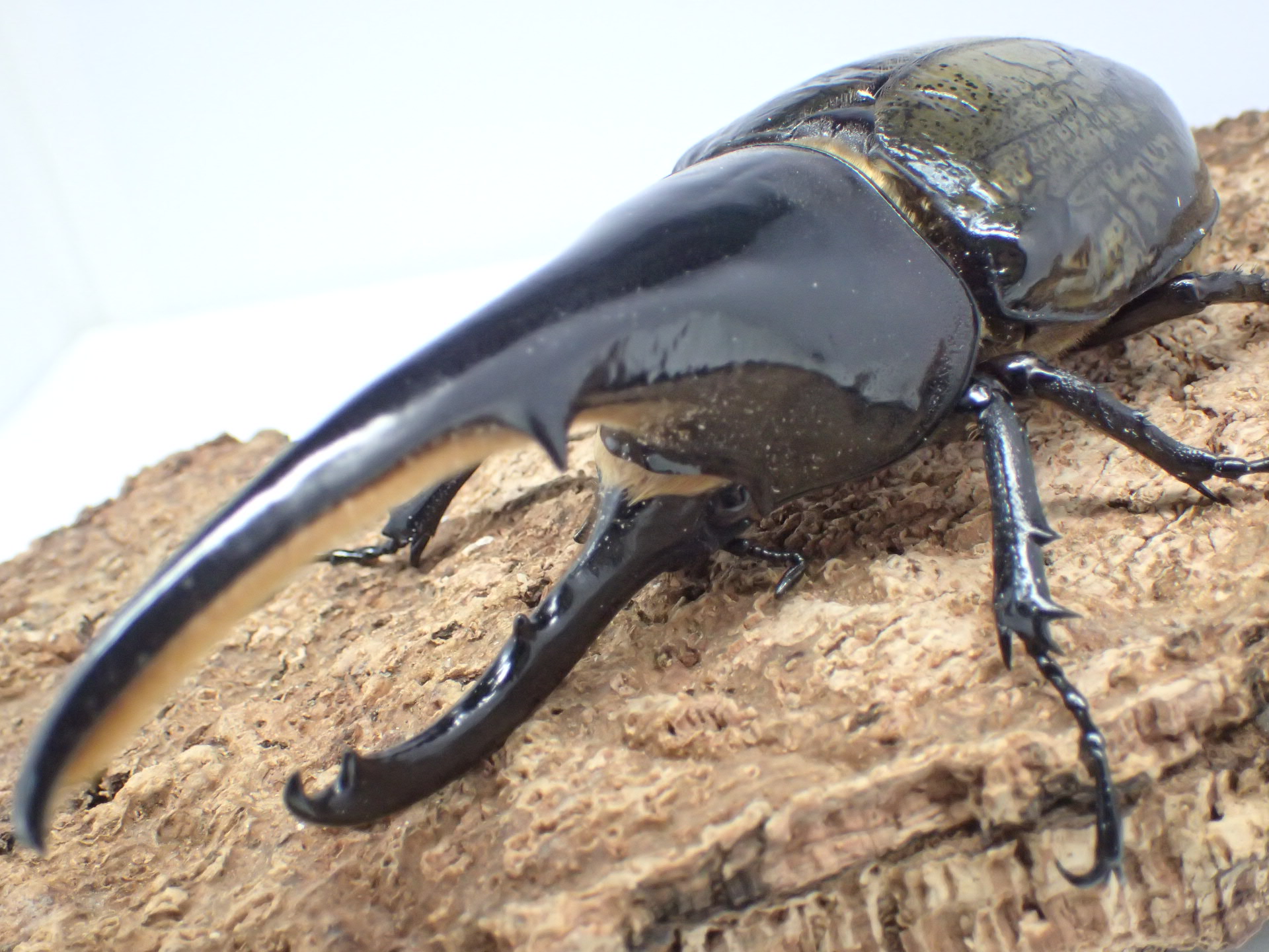 ヘラクレス・ヘラクレス　ペア