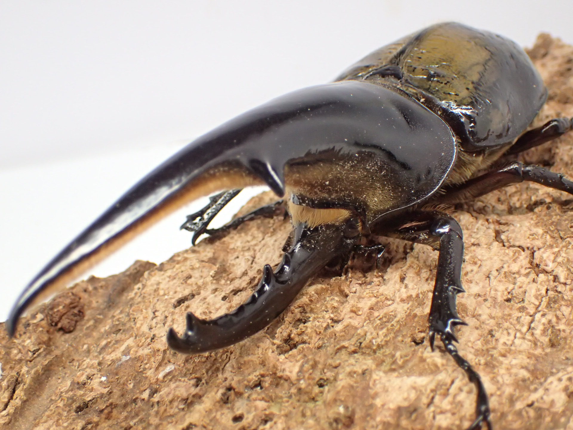 ヘラクレス・ヘラクレス　ペア