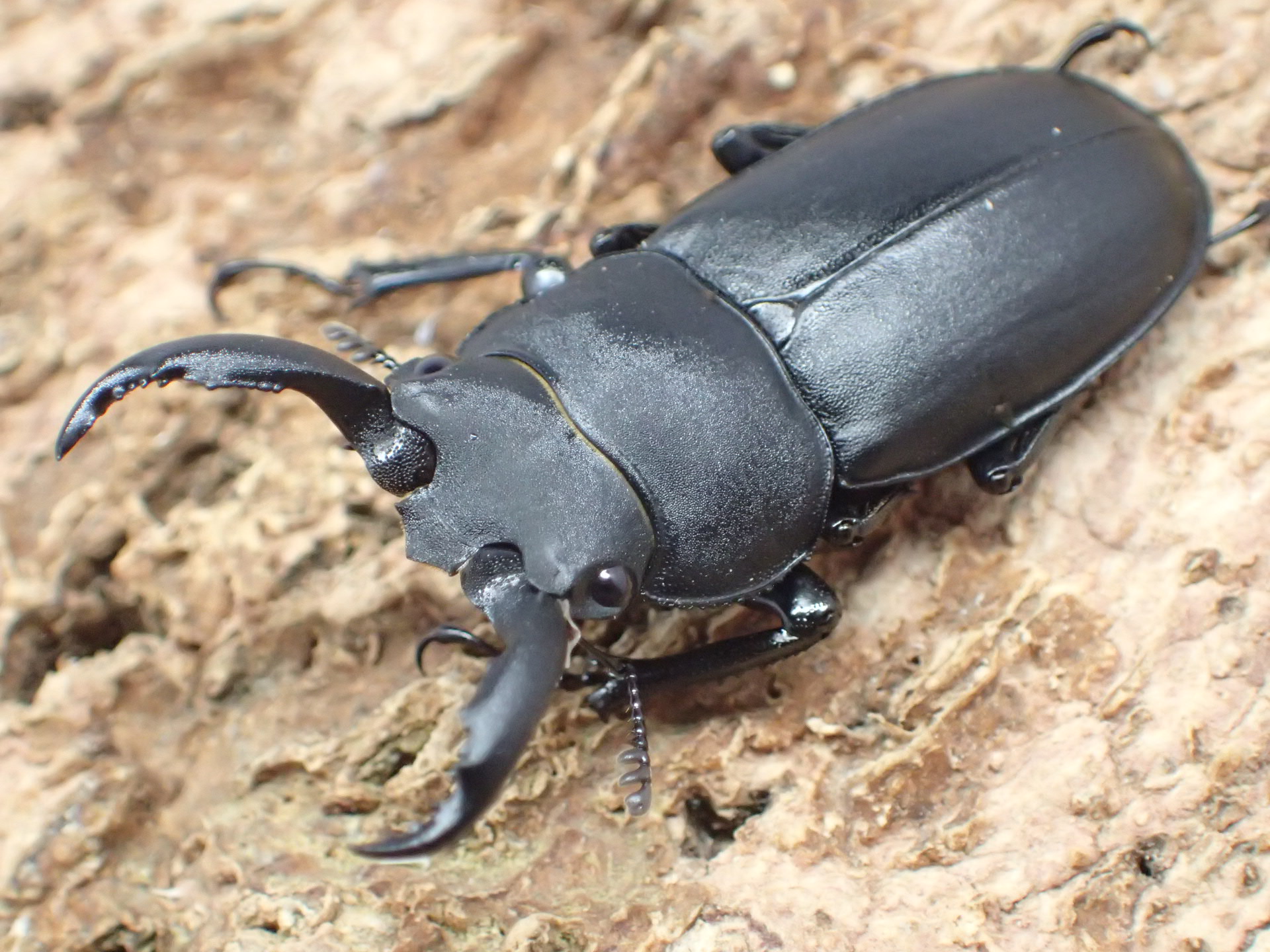 アマミシカクワガタ　ペア