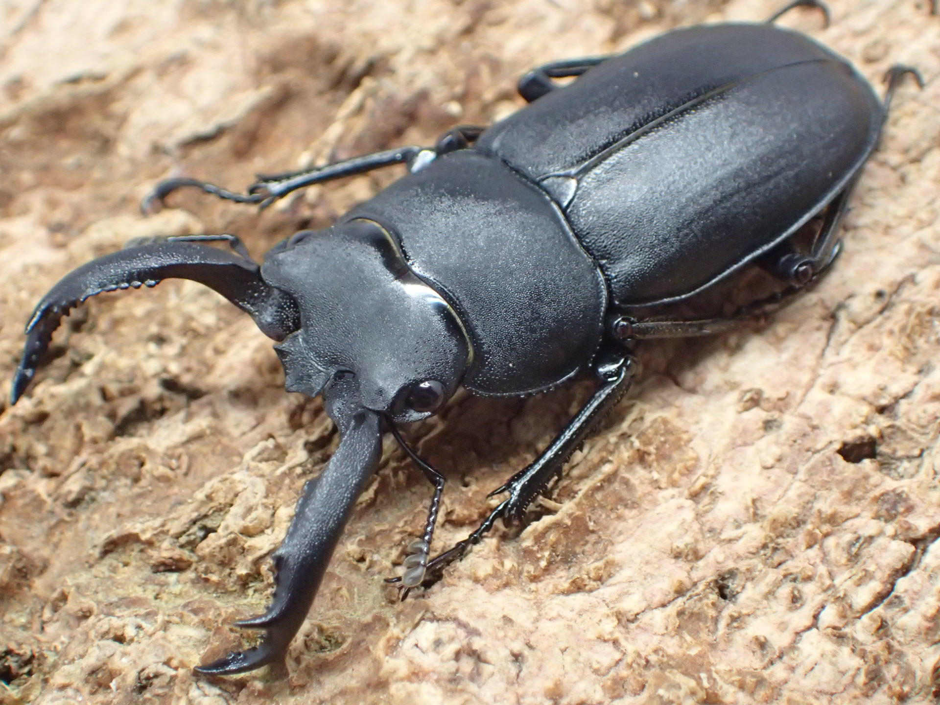 アマミシカクワガタ　ペア