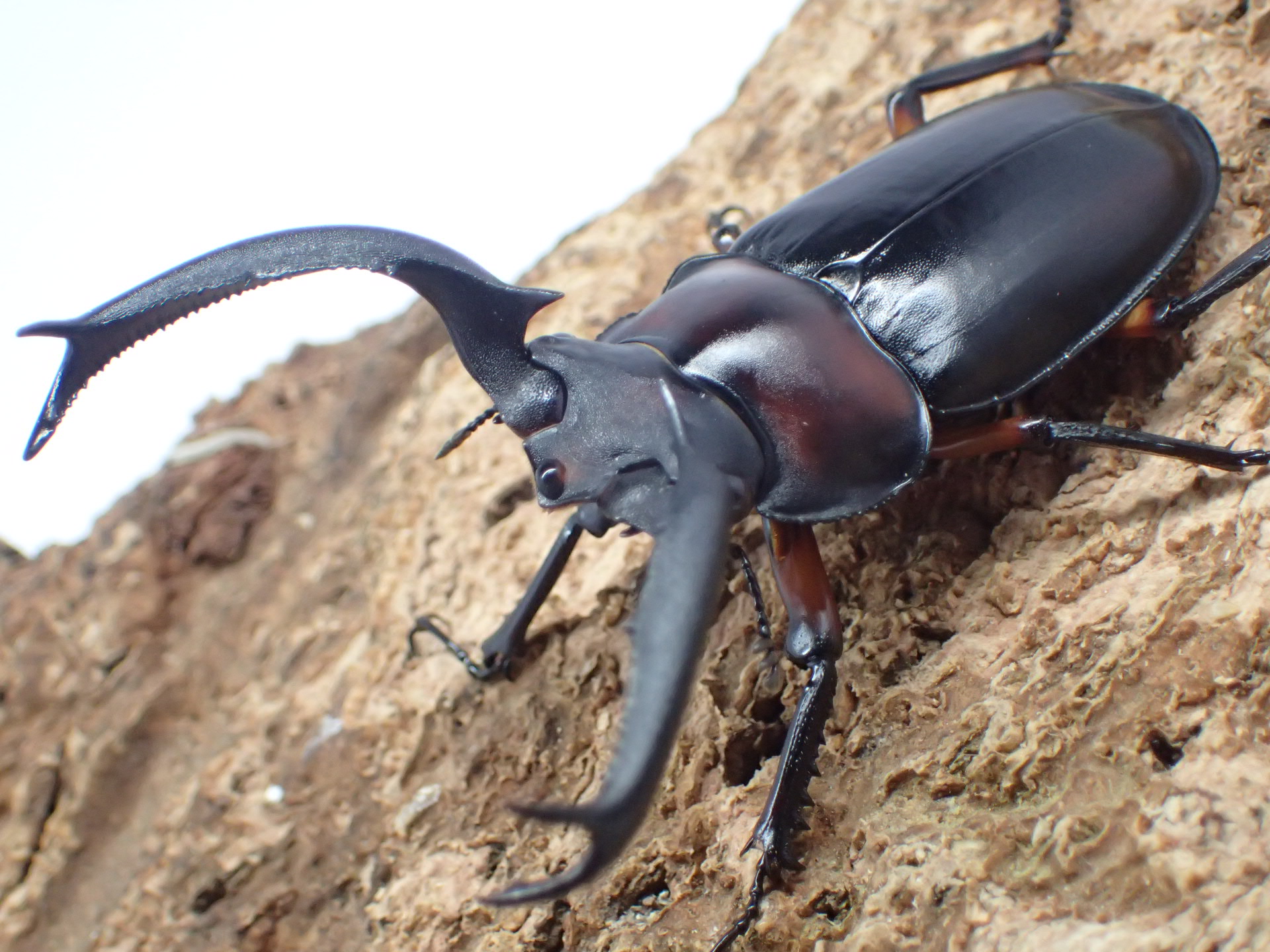 ディディエールシカクワガタ　ペア