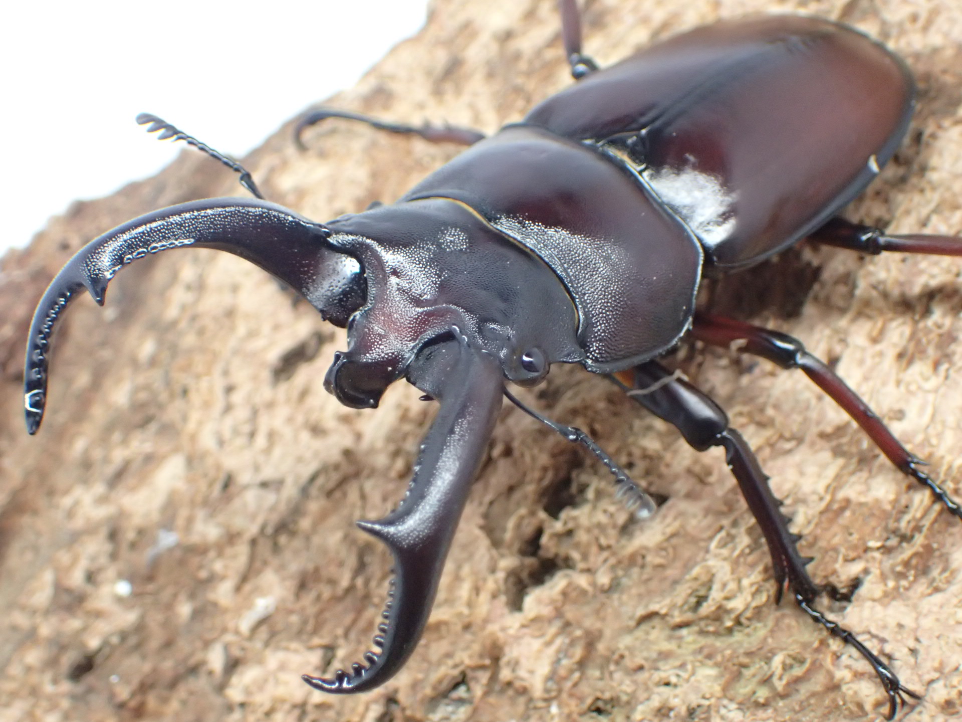 ペロッティシカクワガタ(ベトナムニセシカクワガタ)　ペア