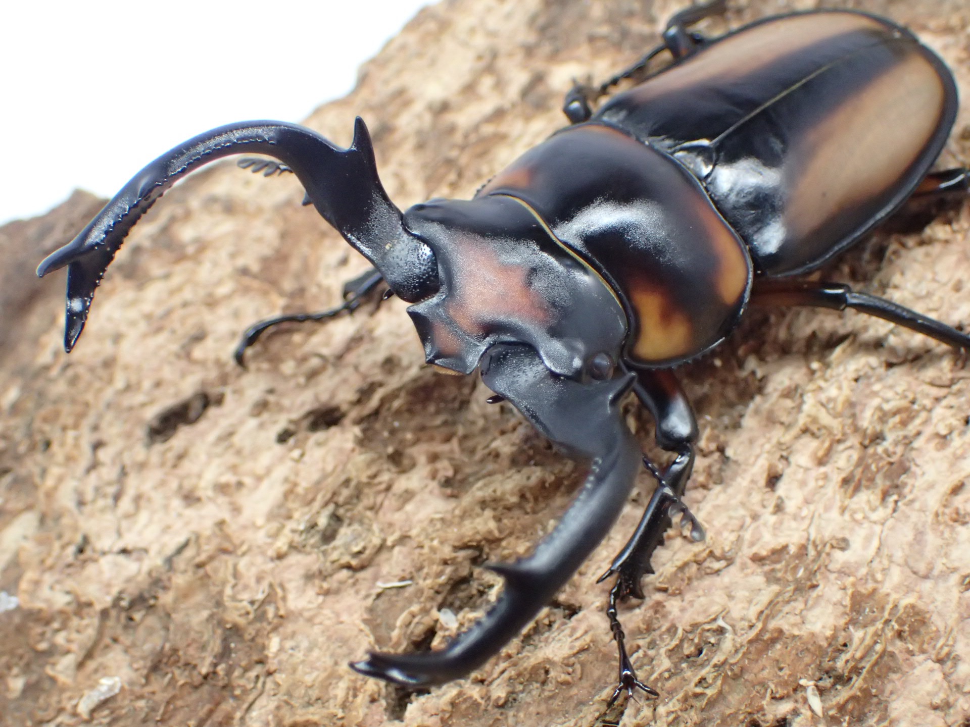 【大型】スペキオススシカクワガタ　ペア