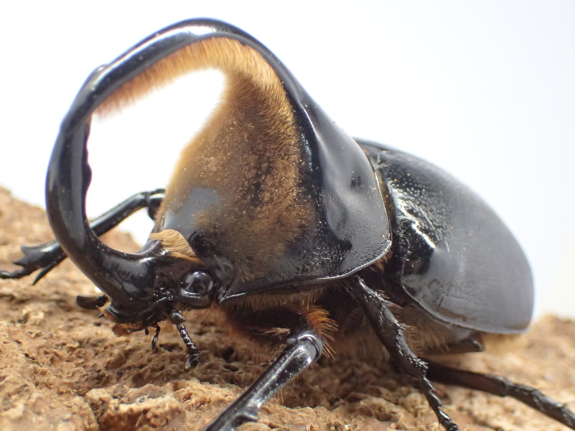 サタンオオカブト　ペア