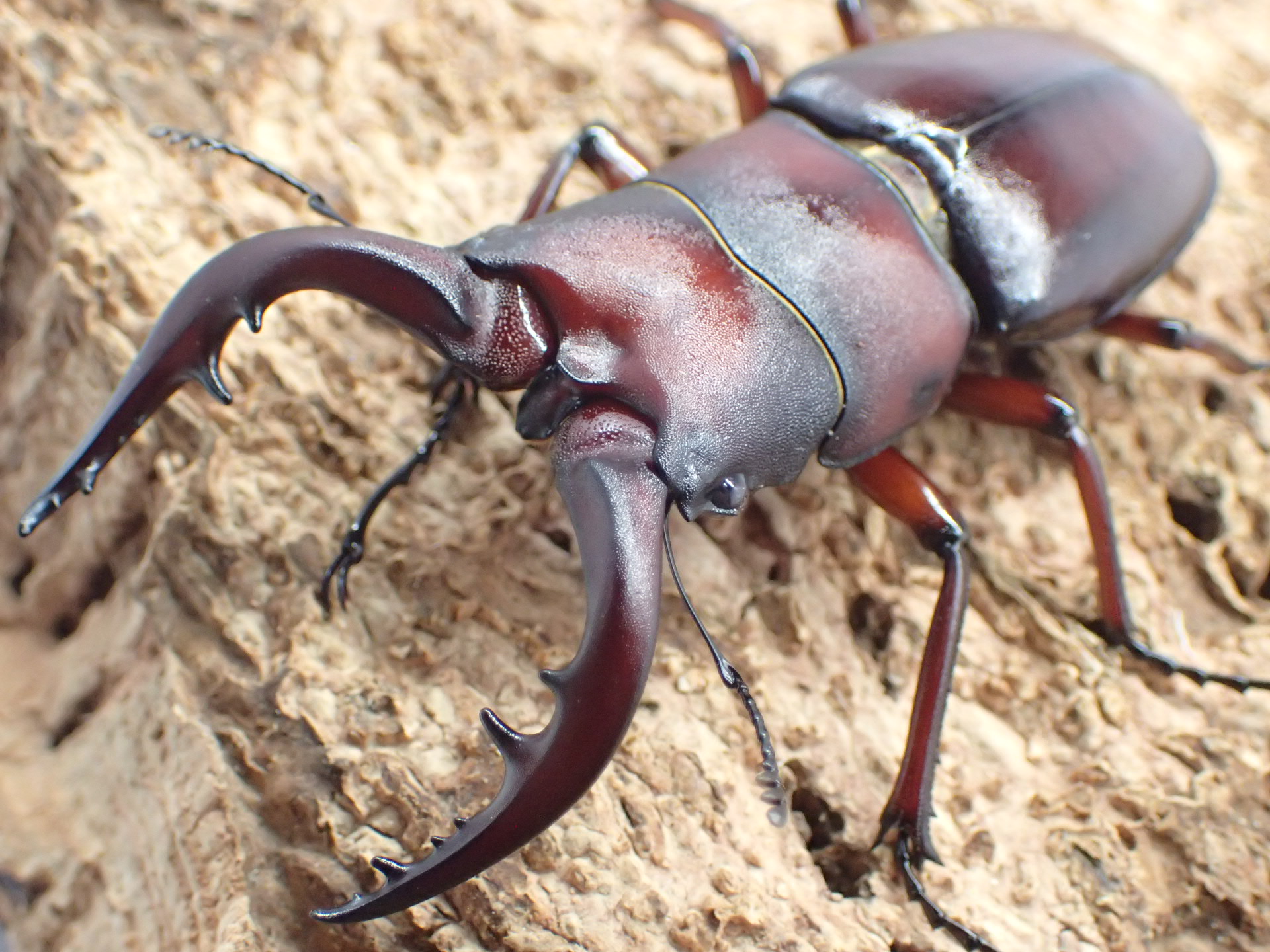 クロシマノコギリクワガタ　ペア