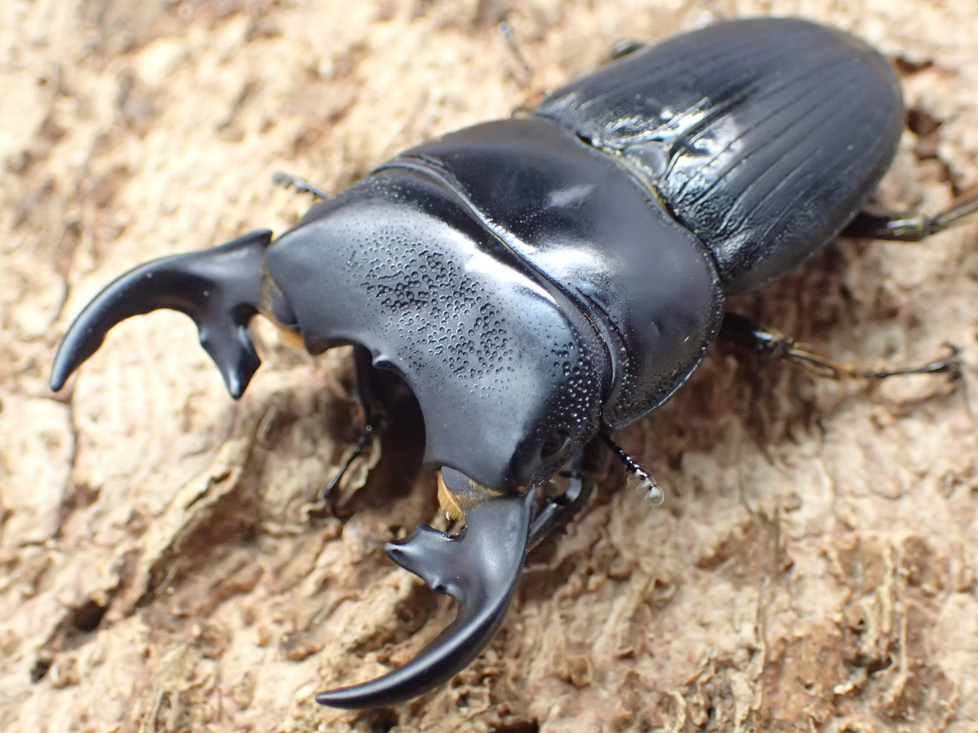 プンクティペンニスネブトクワガタ(原名亜種)　ペア