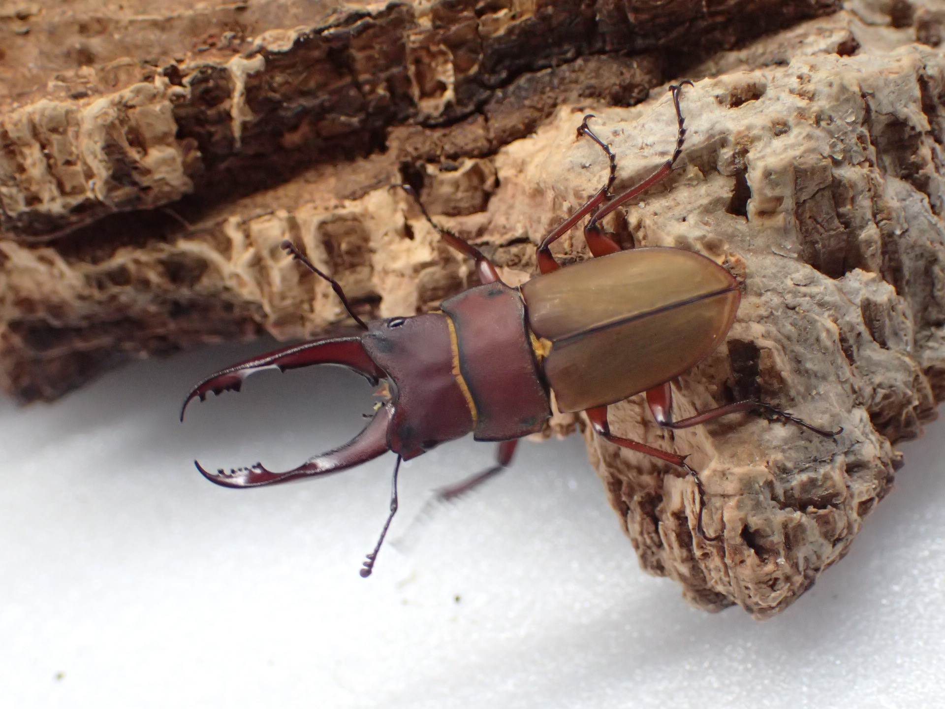 ブルメイスターホソクワガタ　ペア