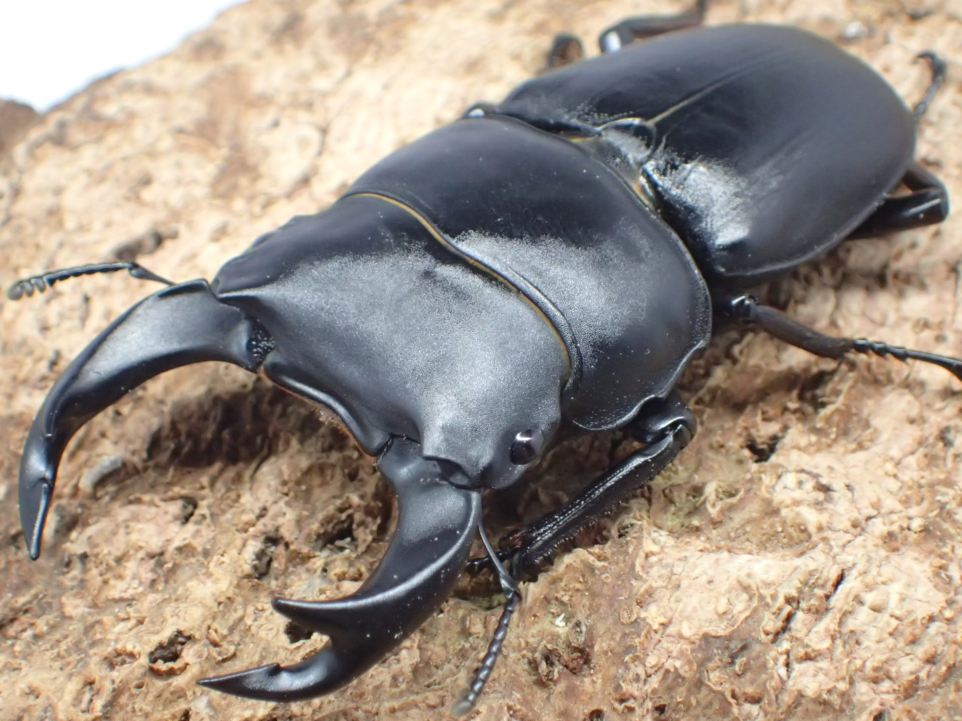 ホペイオオクワガタ　ペア