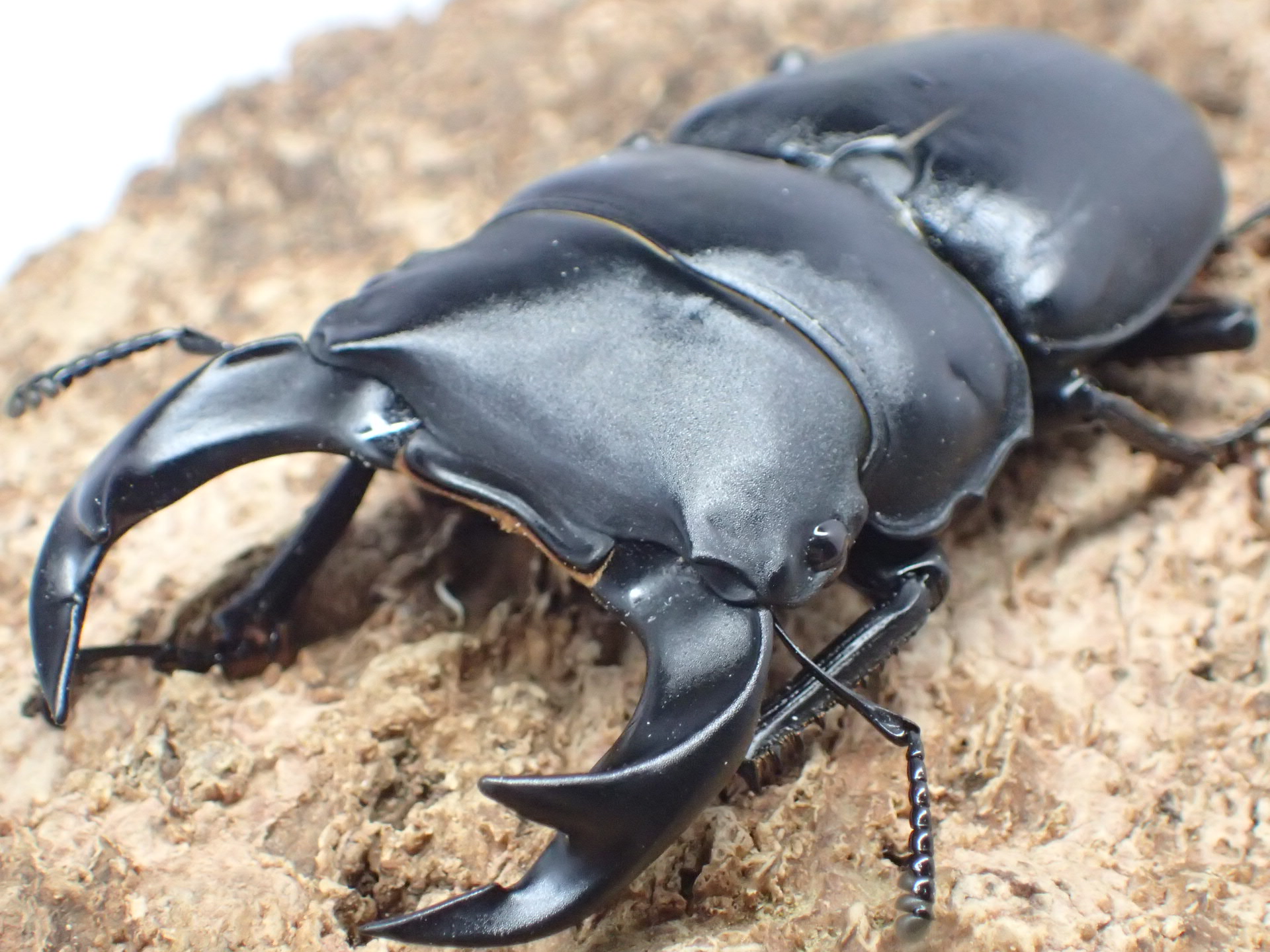 ホペイオオクワガタ　ペア