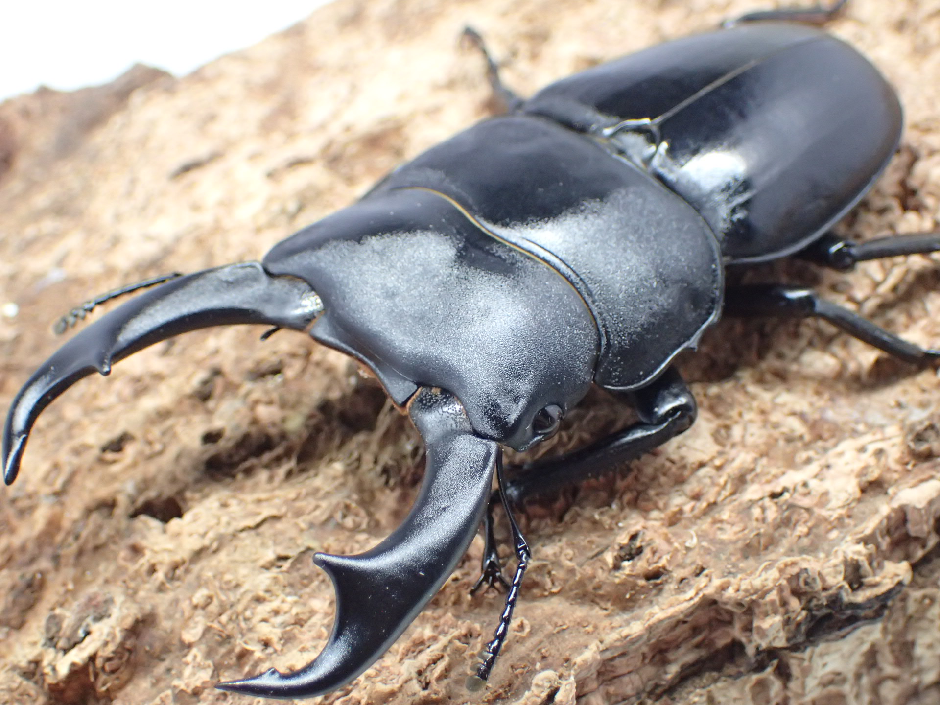 シェンクリングオオクワガタ　ペア