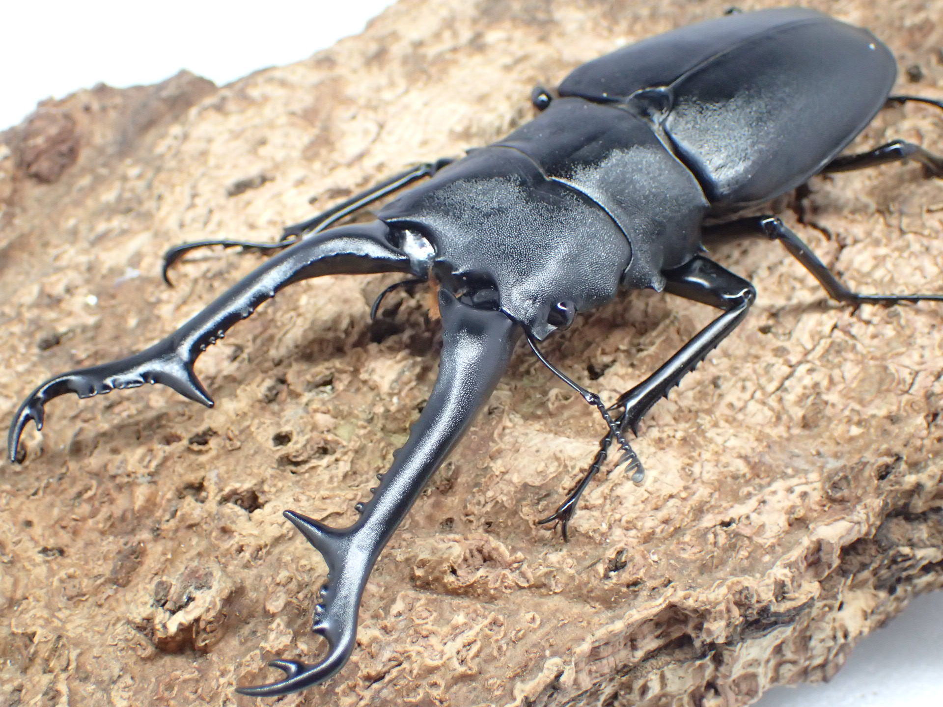 ギラファノコギリクワガタ(ケイスケ)　ペア