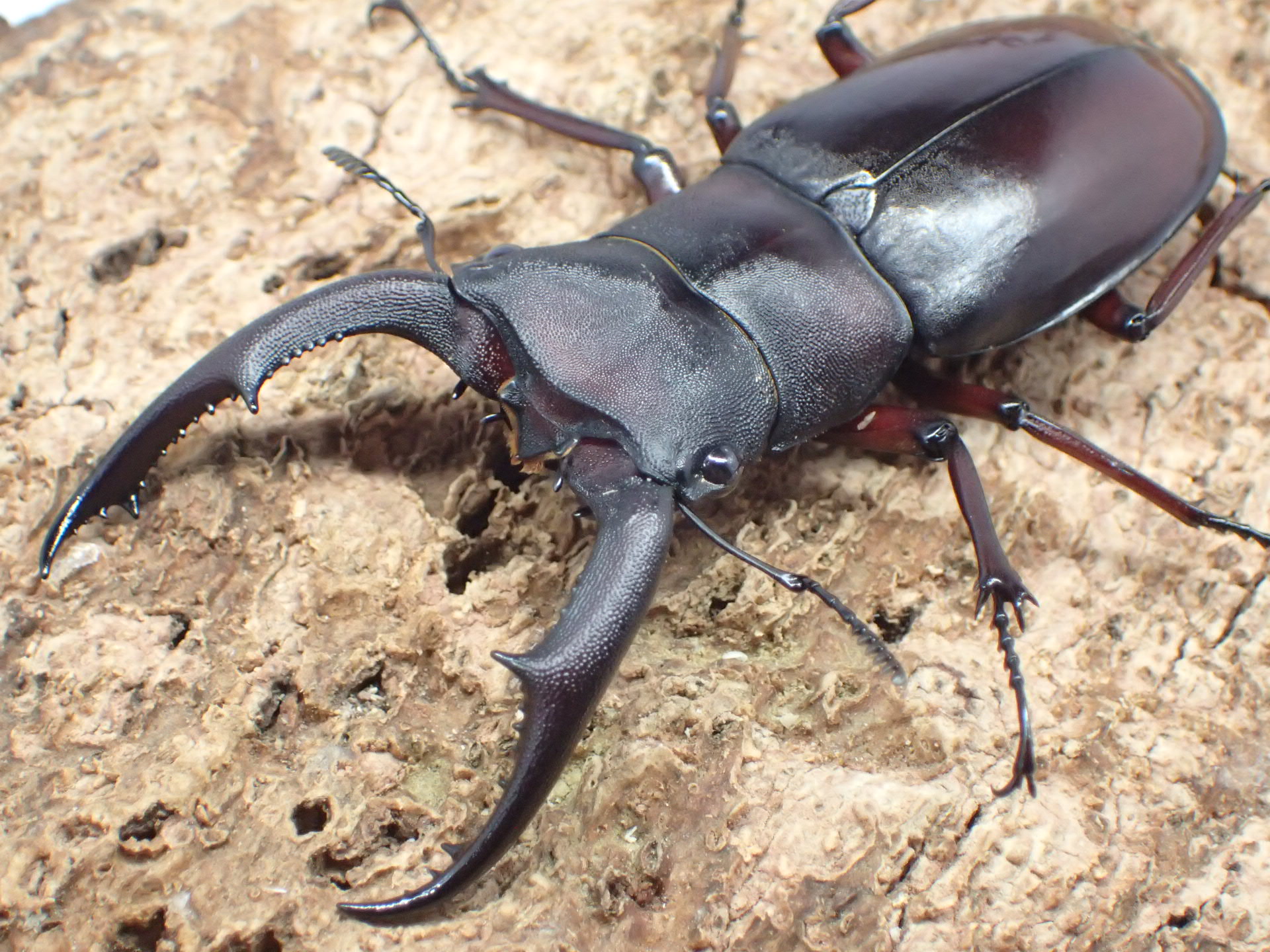 マンディブラリスフタマタクワガタ(原名亜種)　ペア