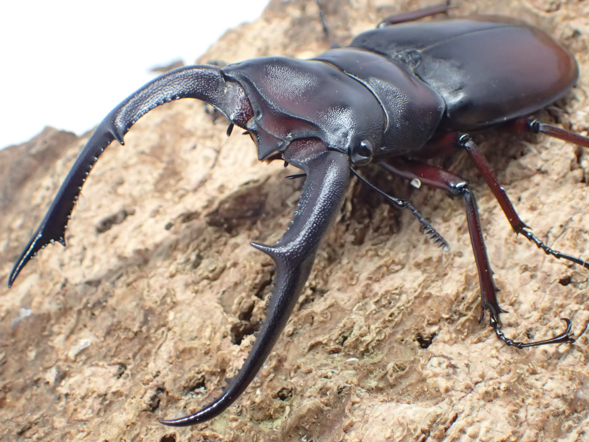 マンディブラリスフタマタクワガタ(原名亜種)　ペア