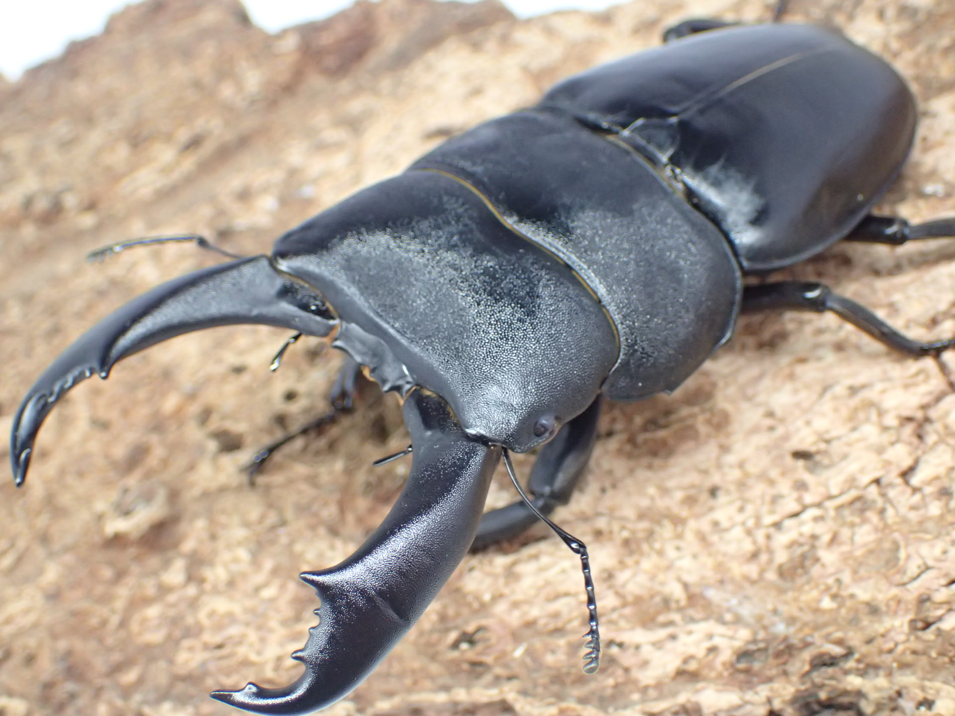 テイオウヒラタクワガタ　ペア