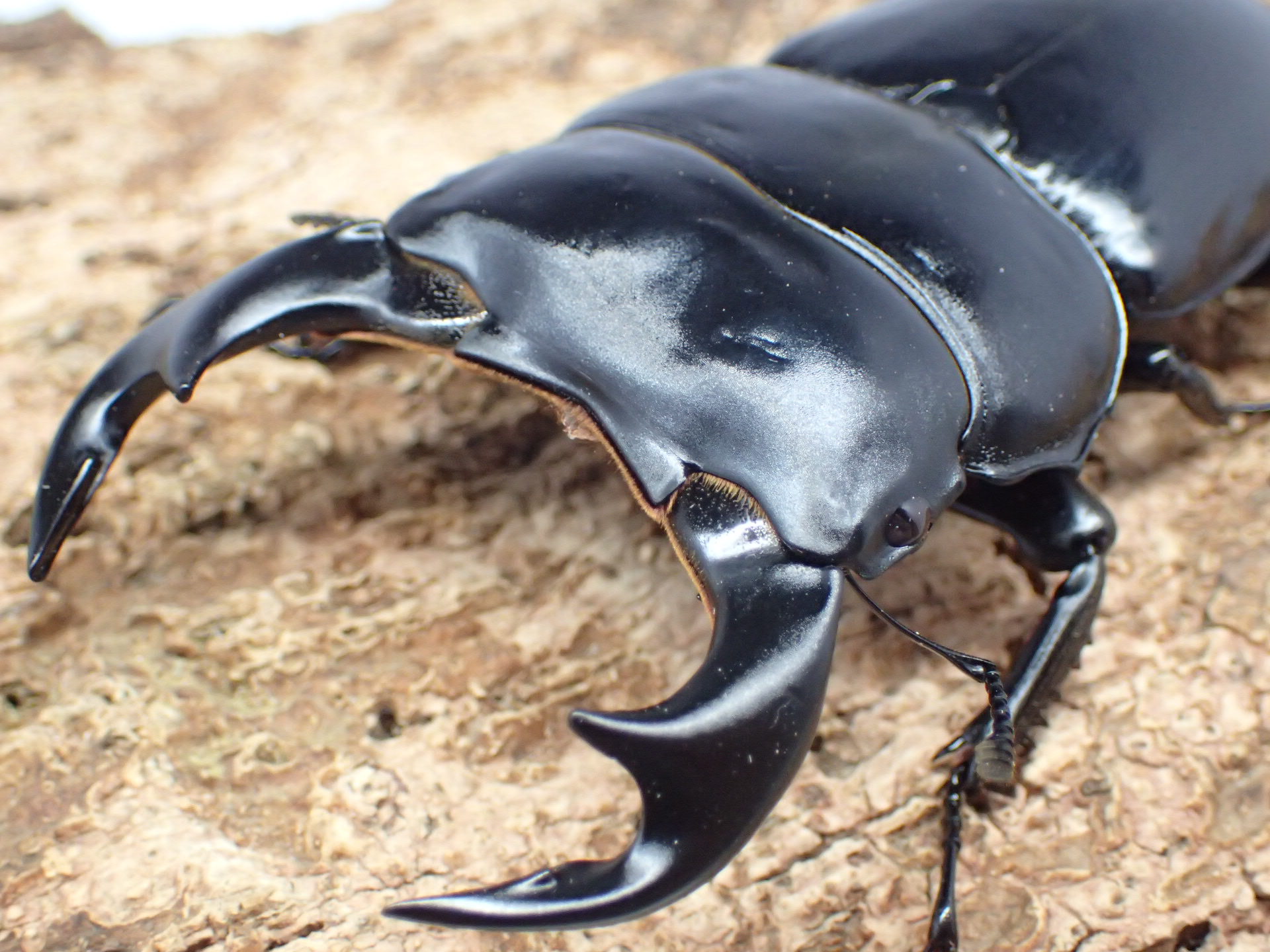 インドアンタエウスオオクワガタ　ペア