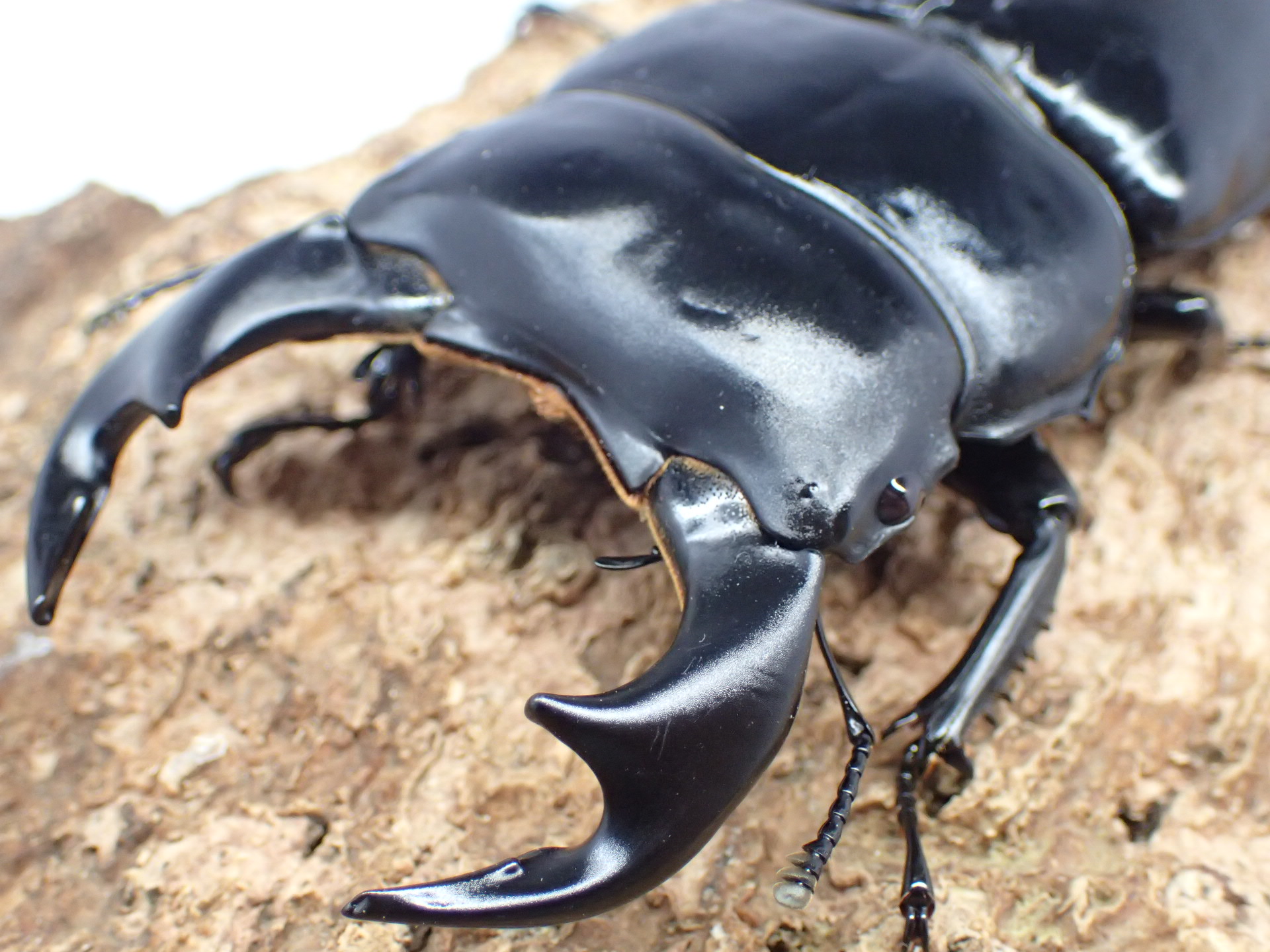 インドアンタエウスオオクワガタ　ペア