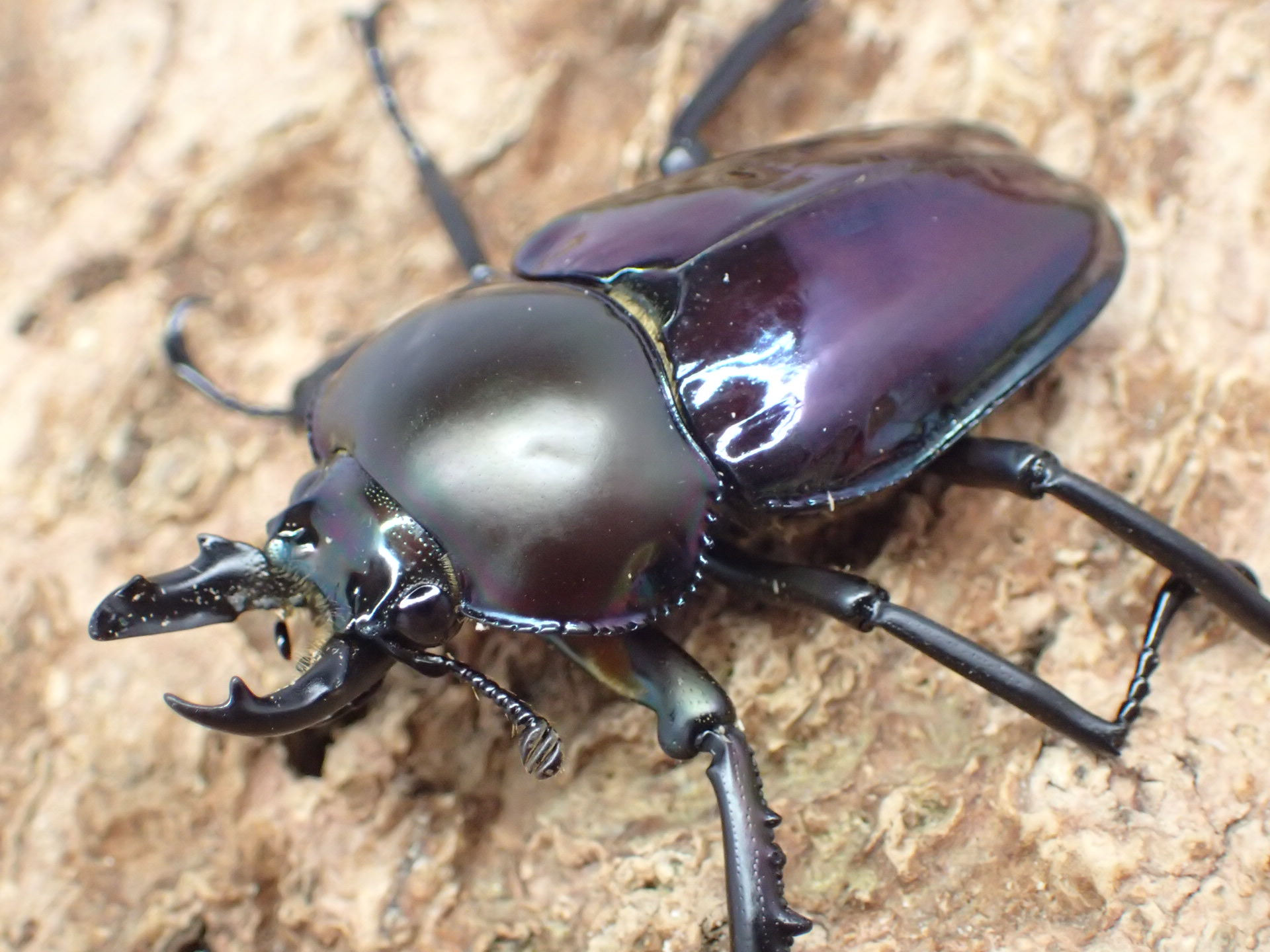 ニジイロクワガタ(ブルー系パープル)　ペア