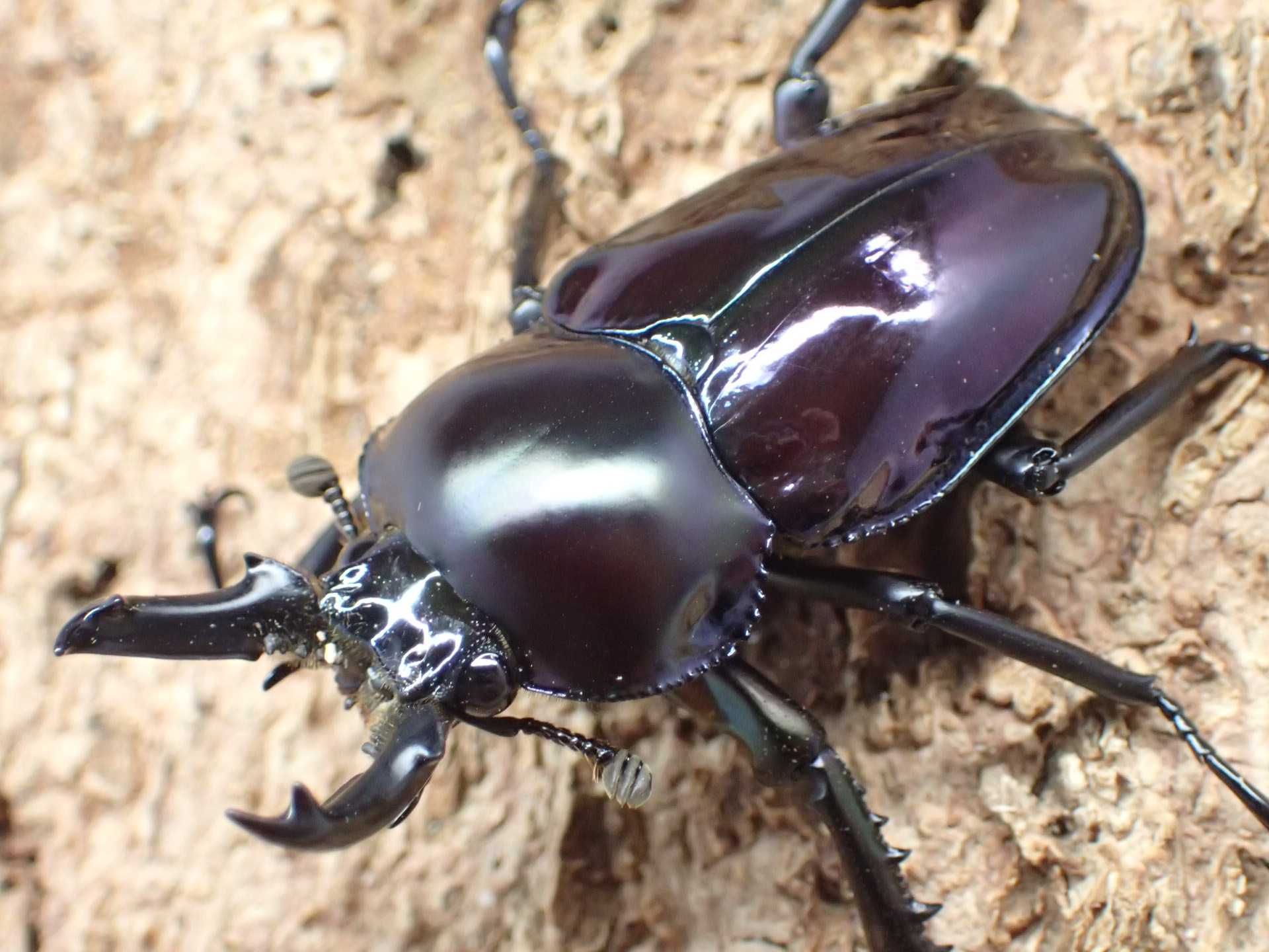 ニジイロクワガタ(ブルー系パープル)　ペア