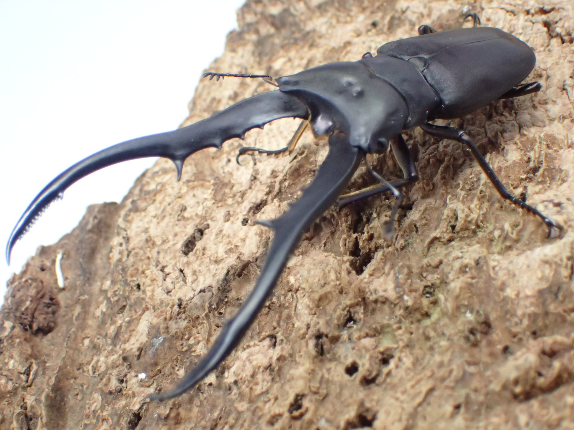 メタリフェルホソアカクワガタ(finae)(パープル系ブラック)　ペア