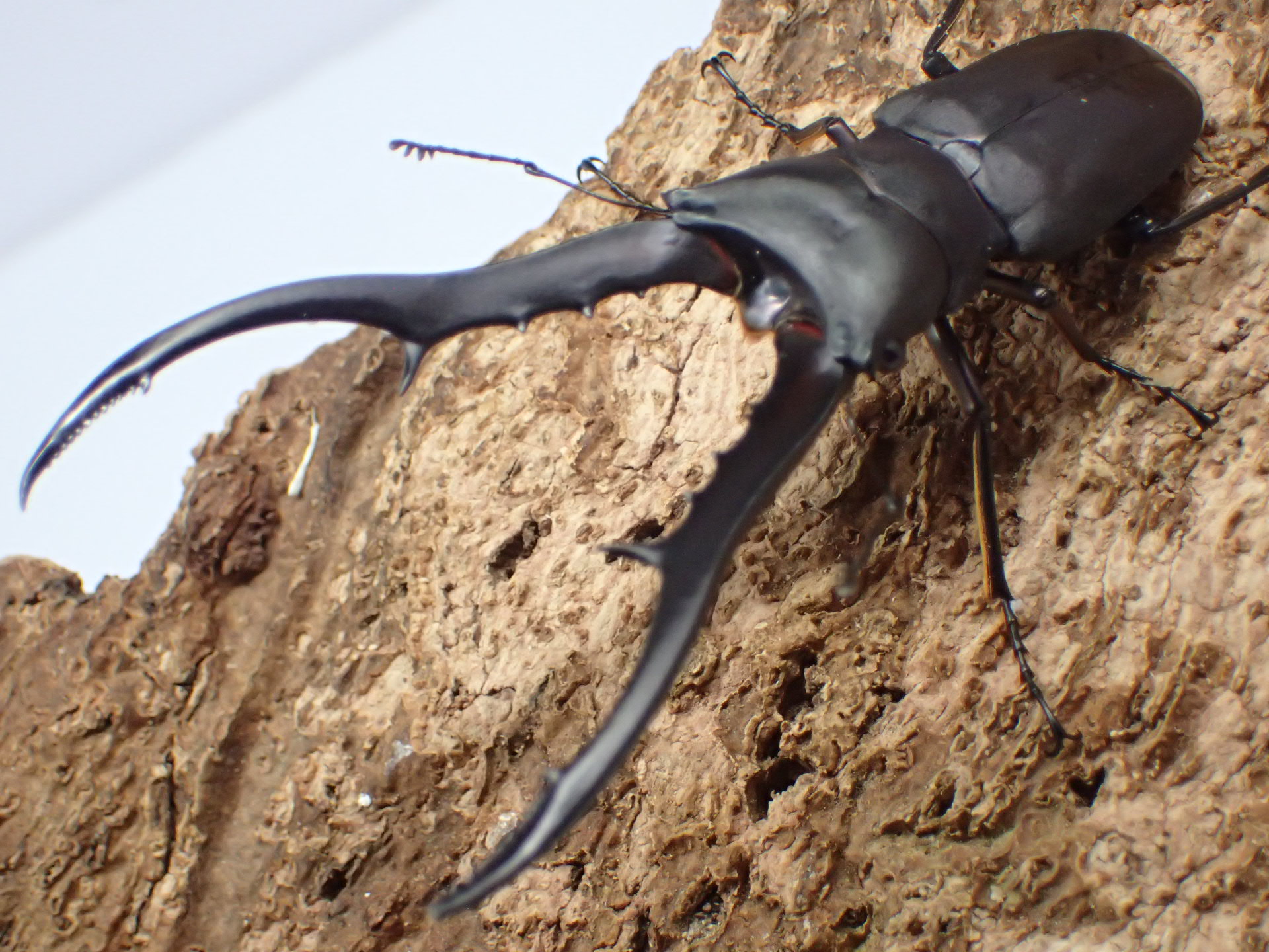 メタリフェルホソアカクワガタ(finae)(パープル系ブラック)　ペア