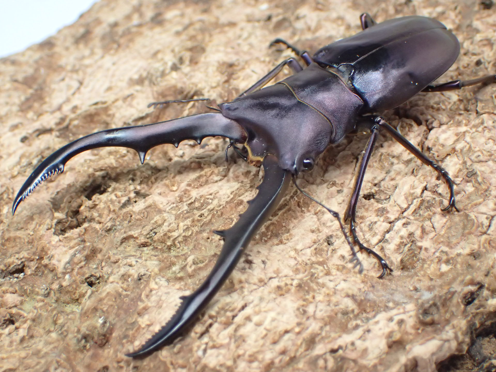 メタリフェルホソアカクワガタ(finae)(パープル系)　ペア