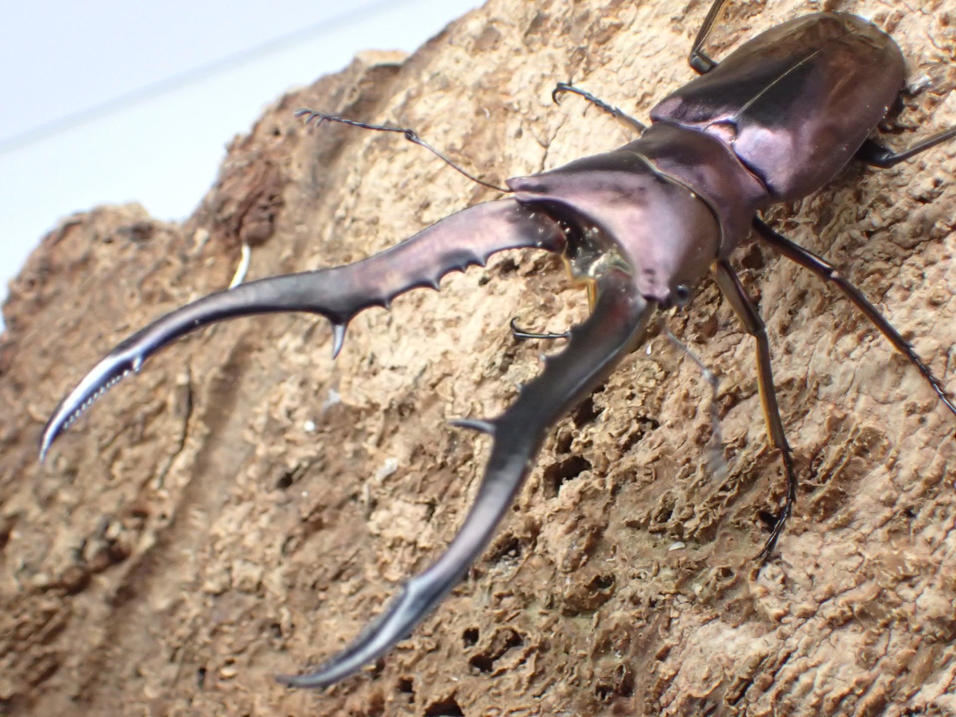 メタリフェルホソアカクワガタ(finae)(パープル系)　ペア