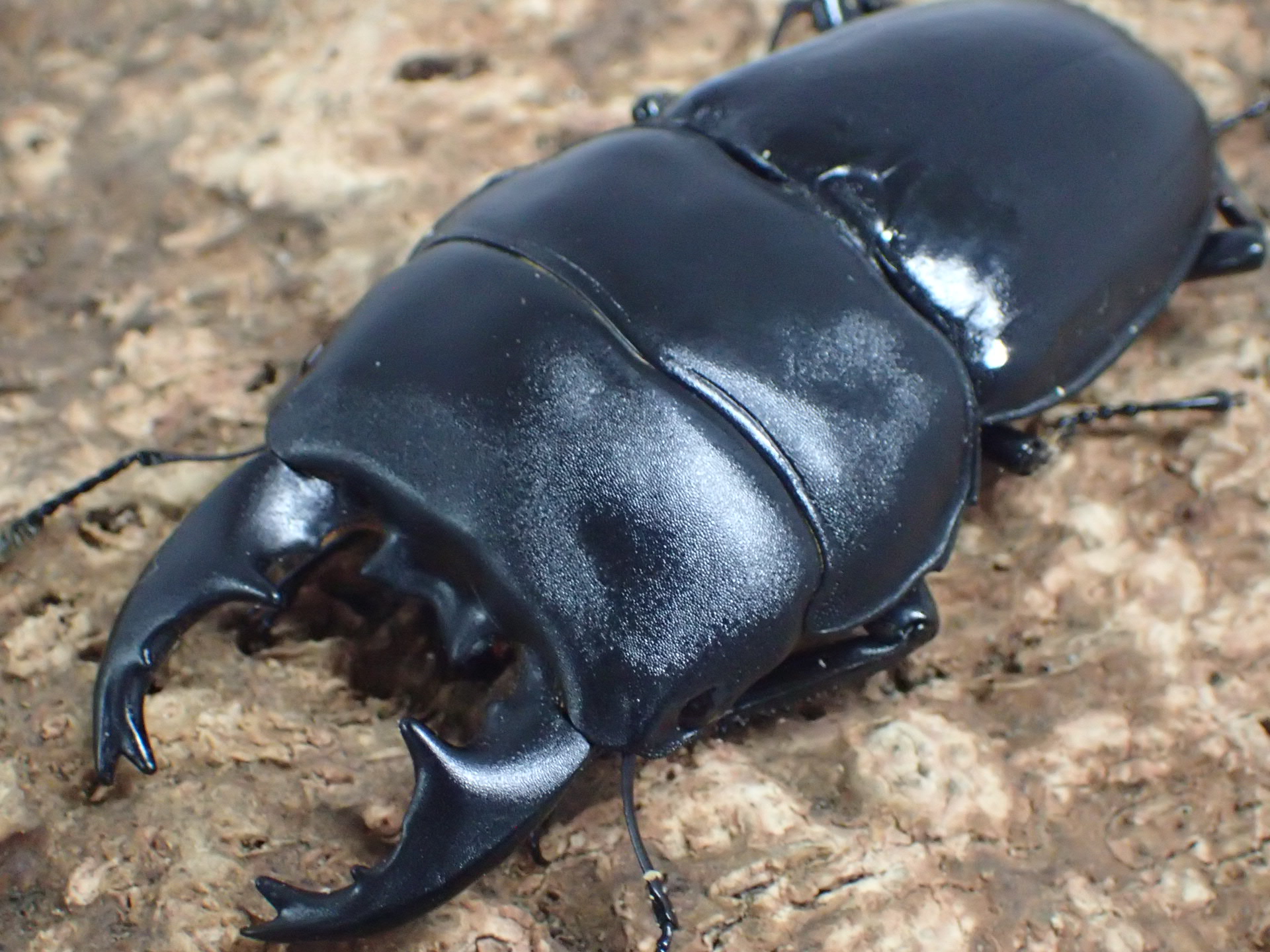 【WD】アルキデスヒラタクワガタ　ペア