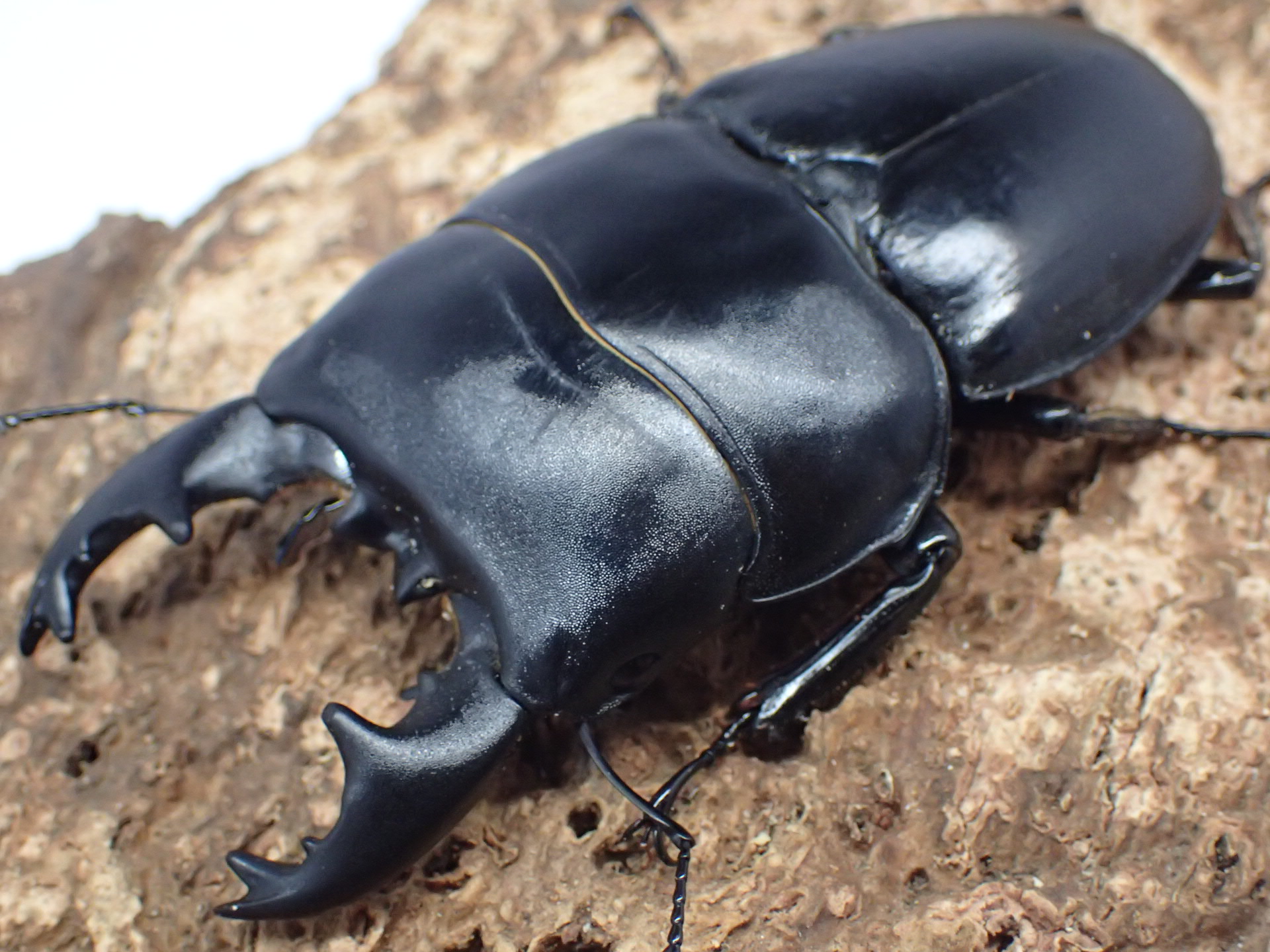 【WD】アルキデスヒラタクワガタ　ペア