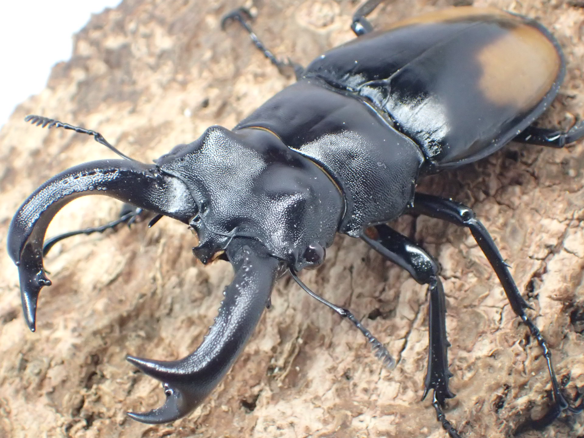 【WD】パリーフタマタクワガタ(セアカフタマタクワガタ)　ペア