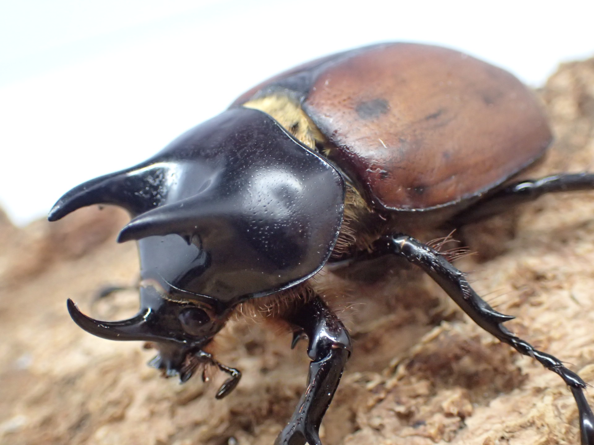 【WD】サンボンツノカブト　ペア