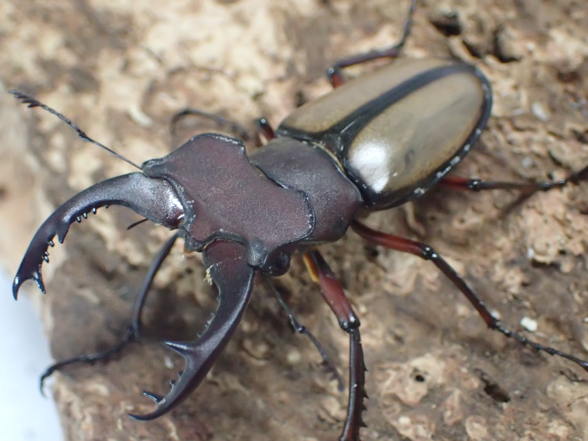ラエトゥスミヤマクワガタ幼虫　3頭セット