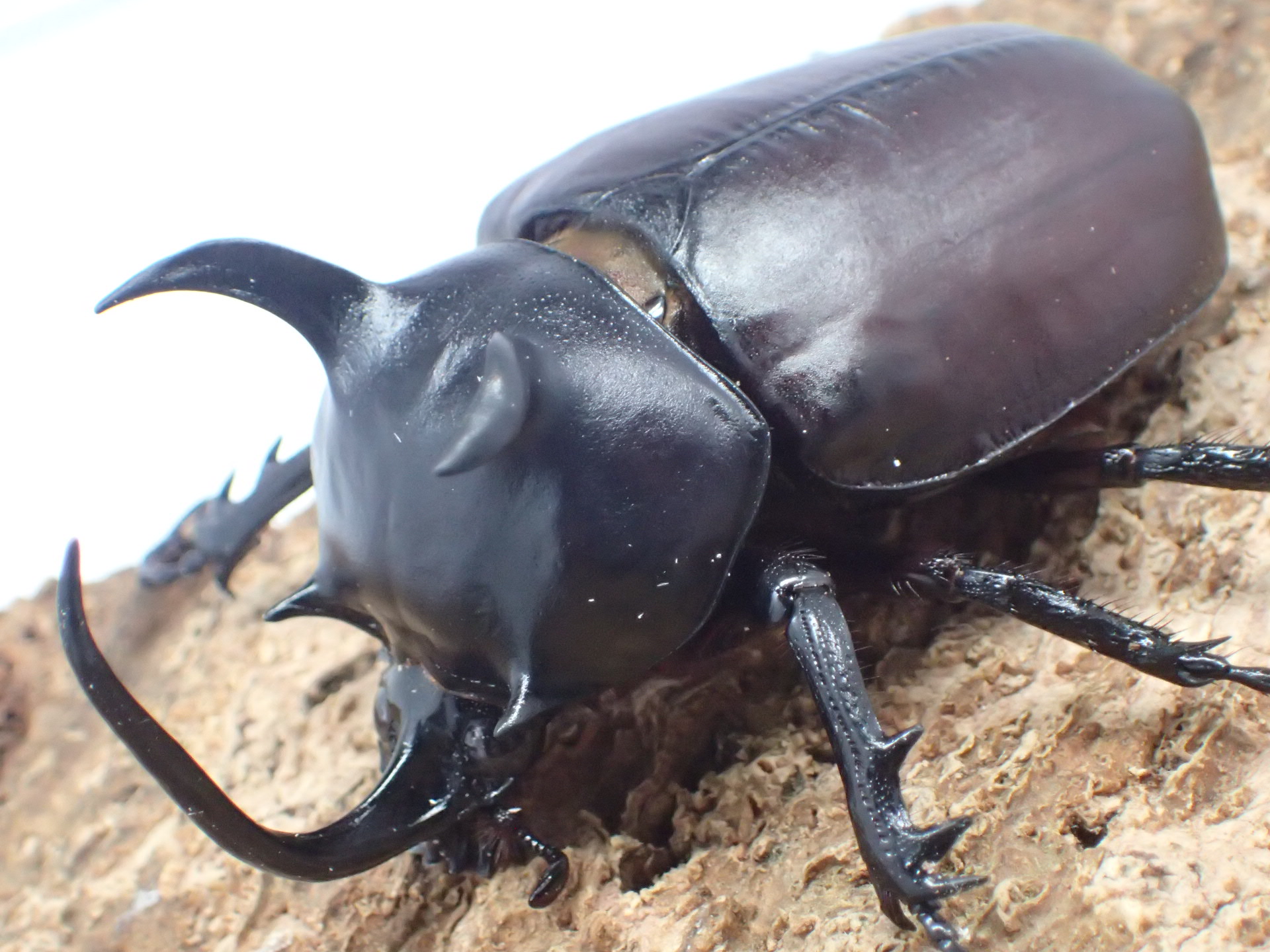 【WD】シャムゴホンヅノカブト(タイゴホンヅノカブト)　ペア