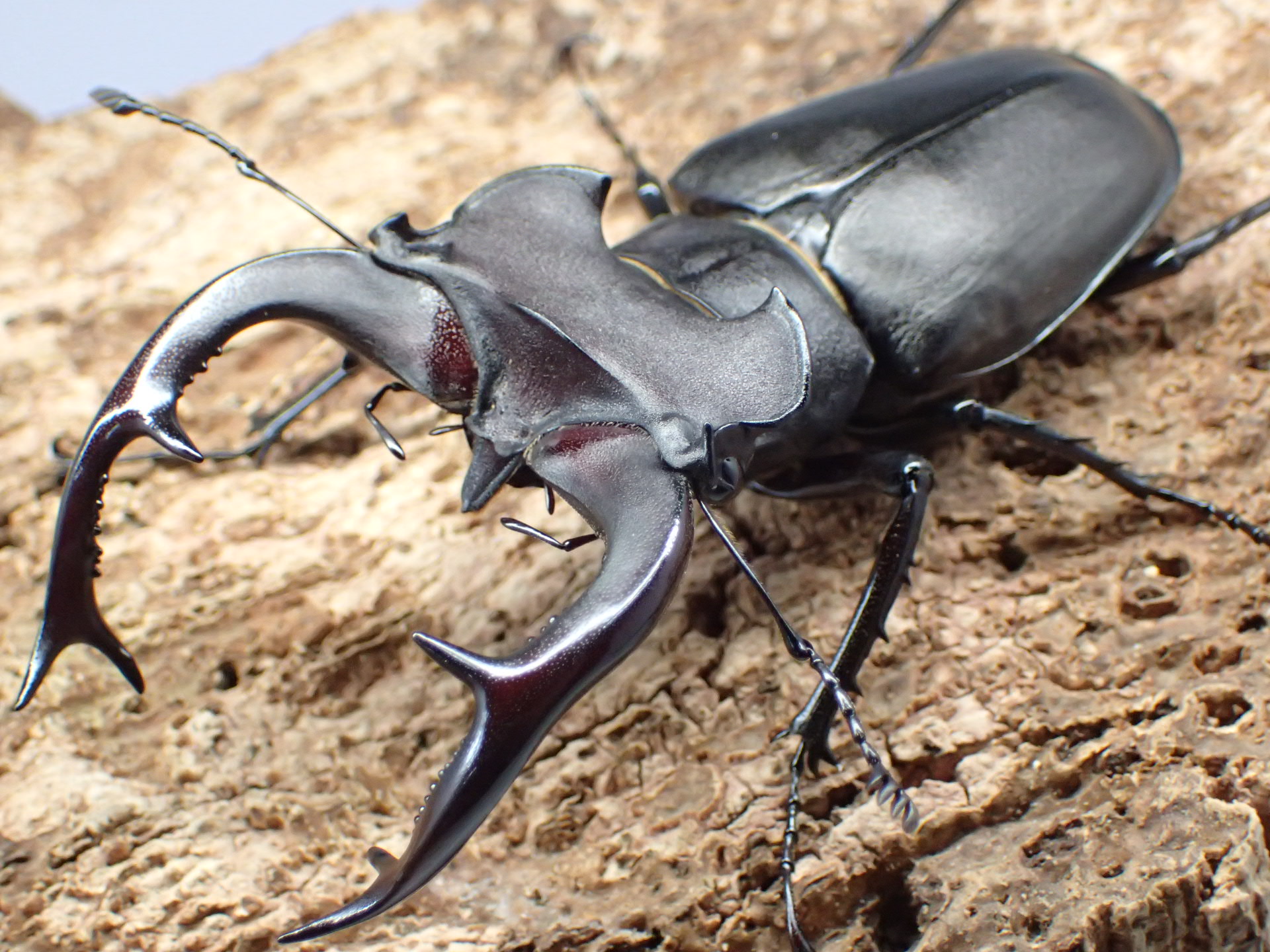 ユダイクスミヤマクワガタ　ペア